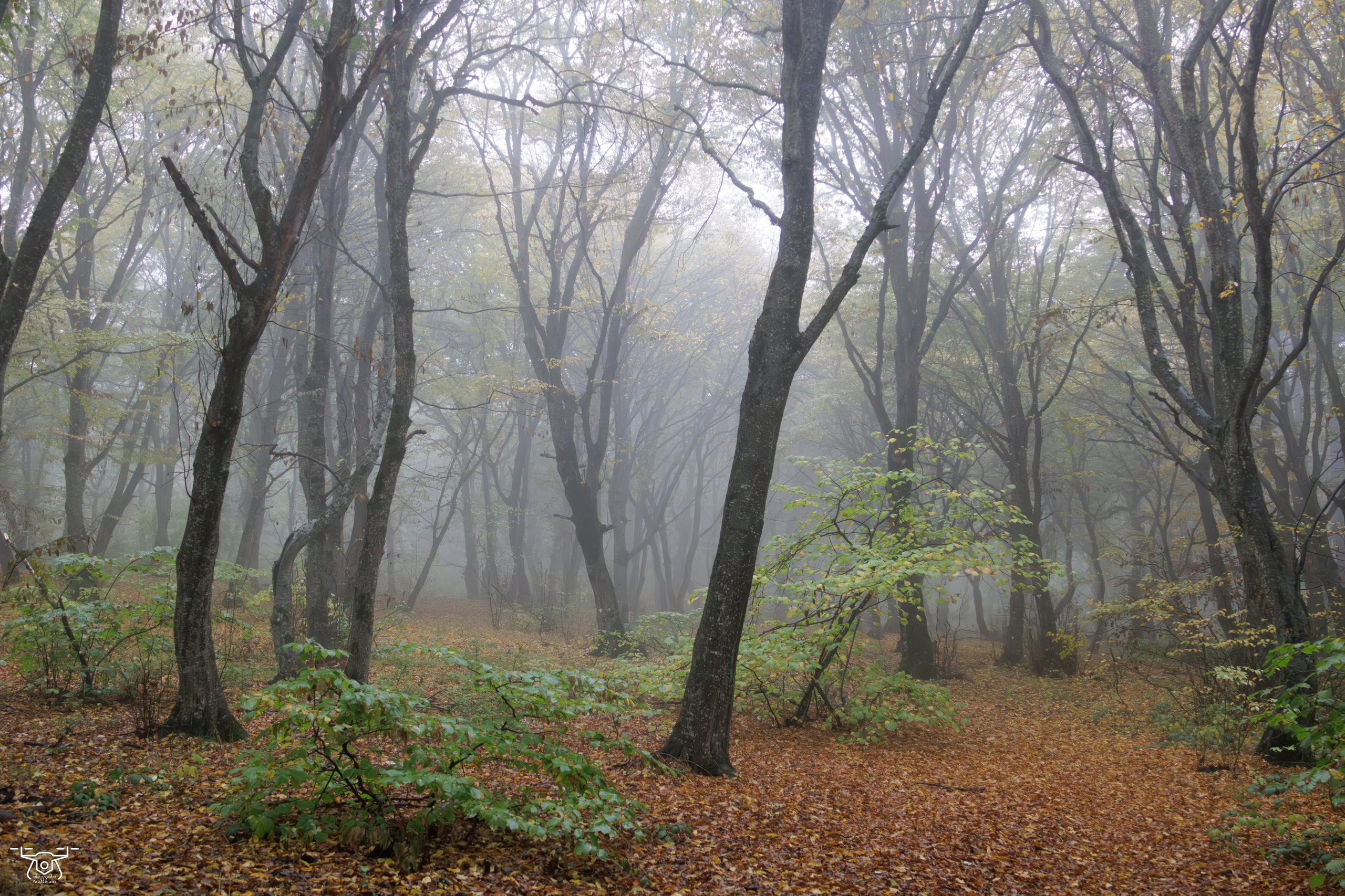 კოჯრის ტყის ნისლები. FramefreeMan