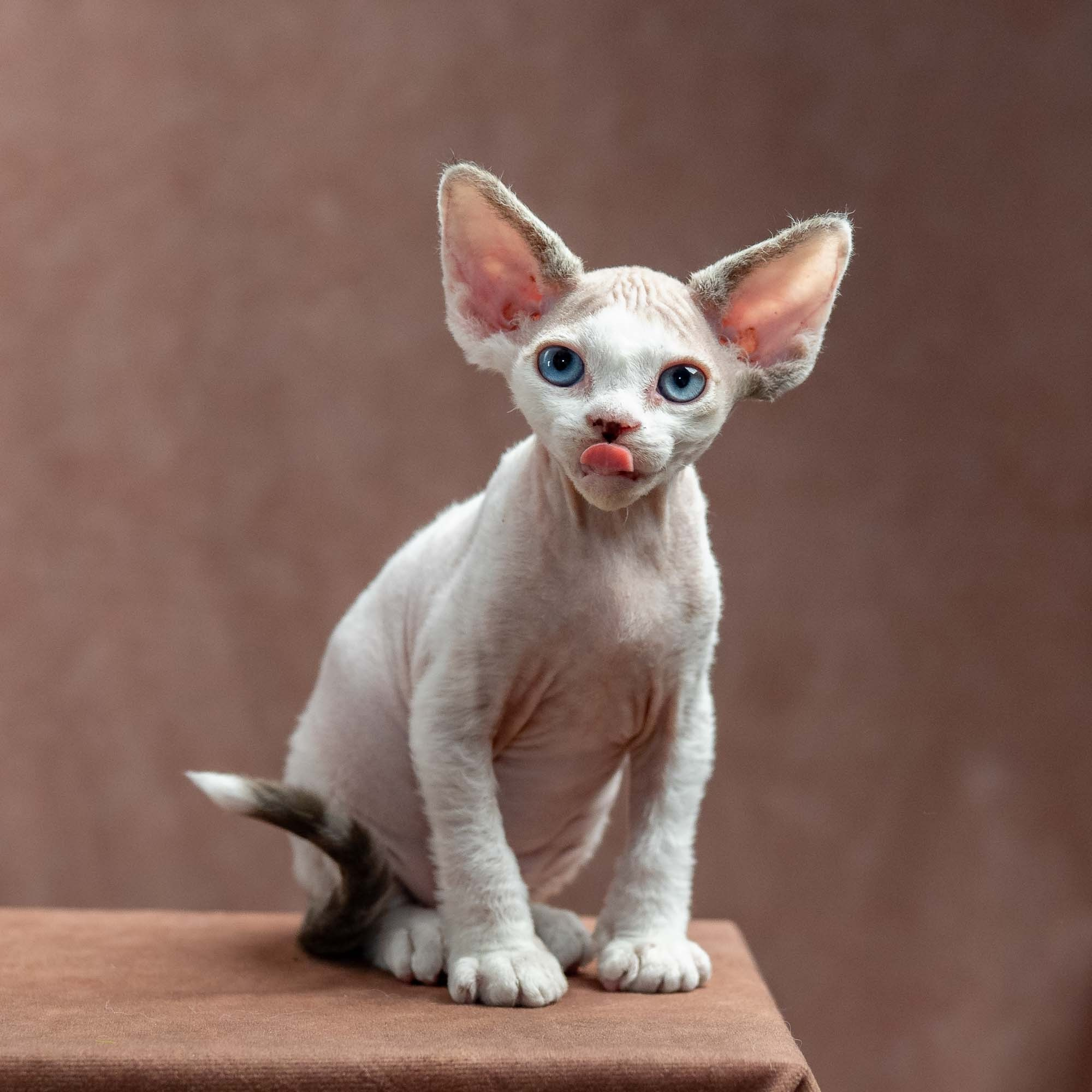 Frosttip, boy, born on 01.01.25. Devon Rex Pixie Cattery