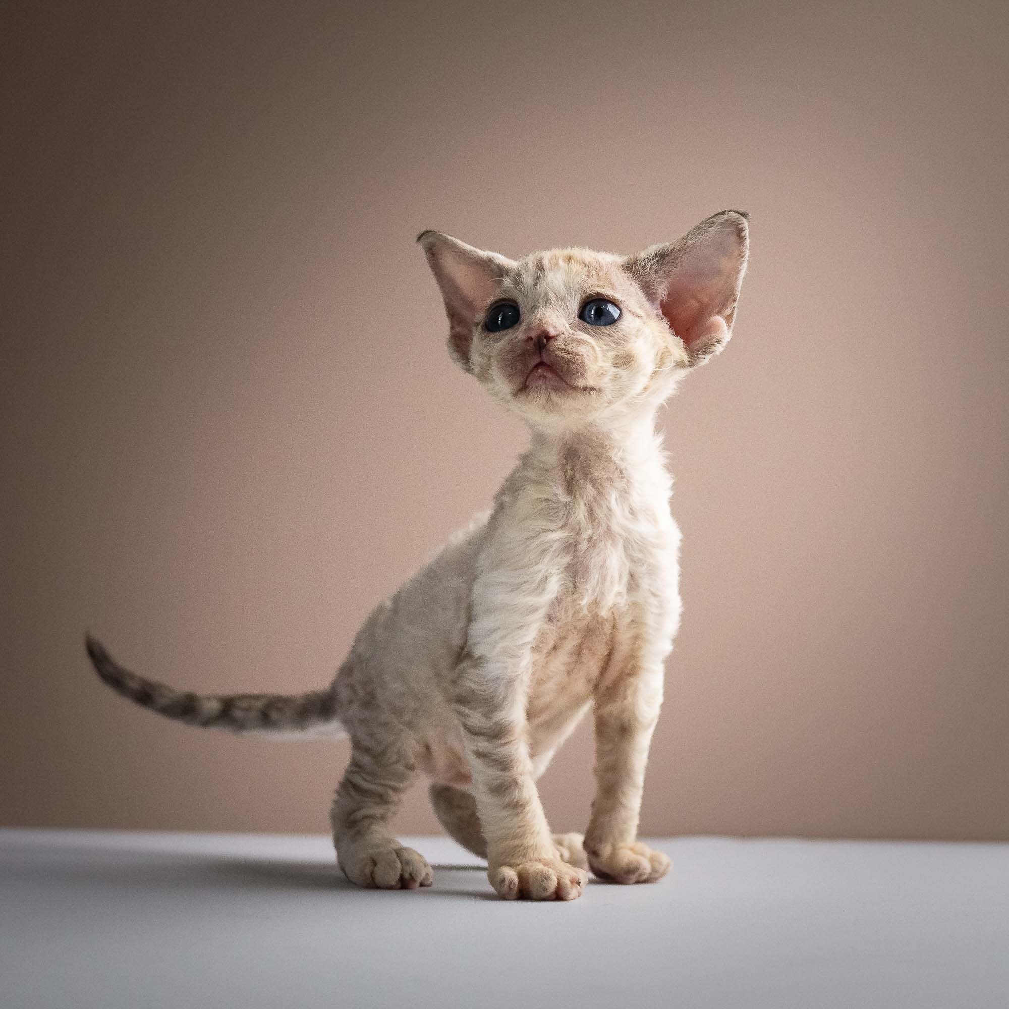 Roxie,  girl, born 05.08.26. Devon Rex Pixie Cattery