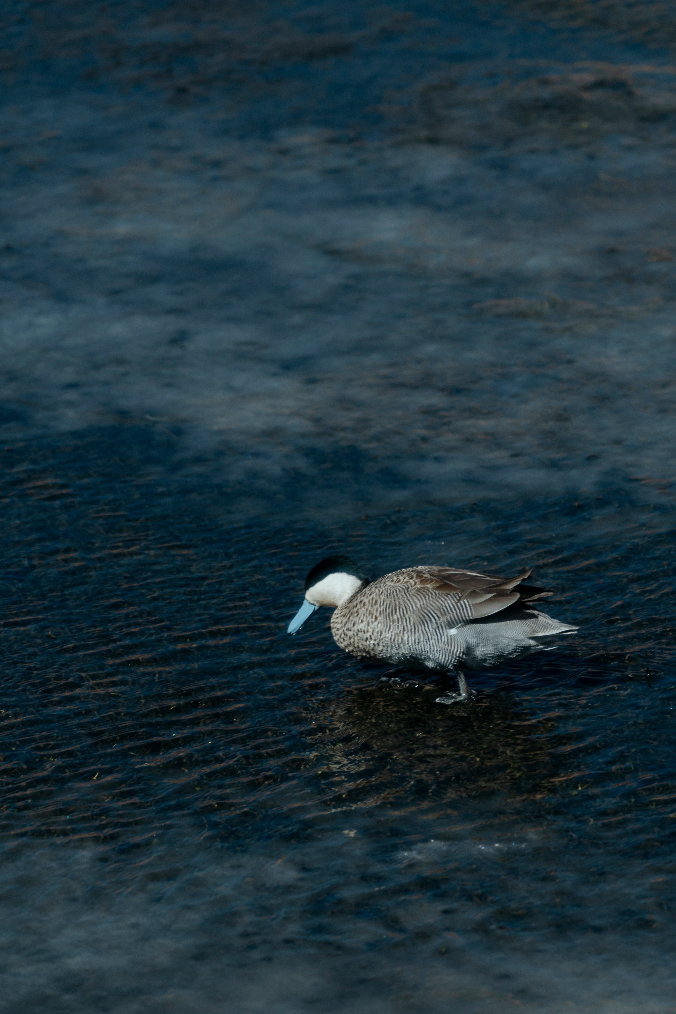 Geyser El Tatio (cobertura en tour privado). Principal
