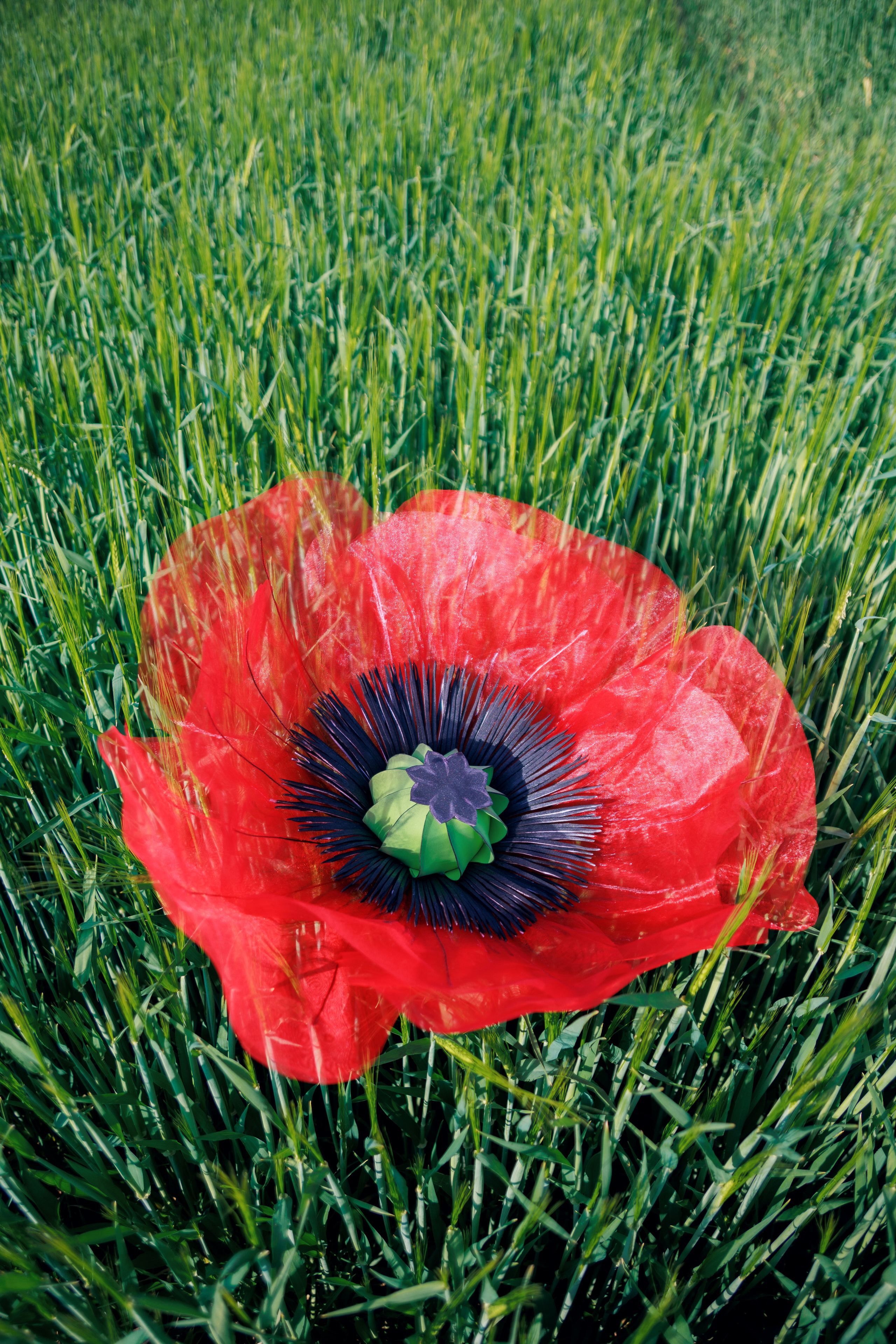 Sesja w rzepaku – czyli lato na tapecie. Anna Rudnichenko Fotograf Szczecin / Анна Рудніченко Фотограф Щецин
