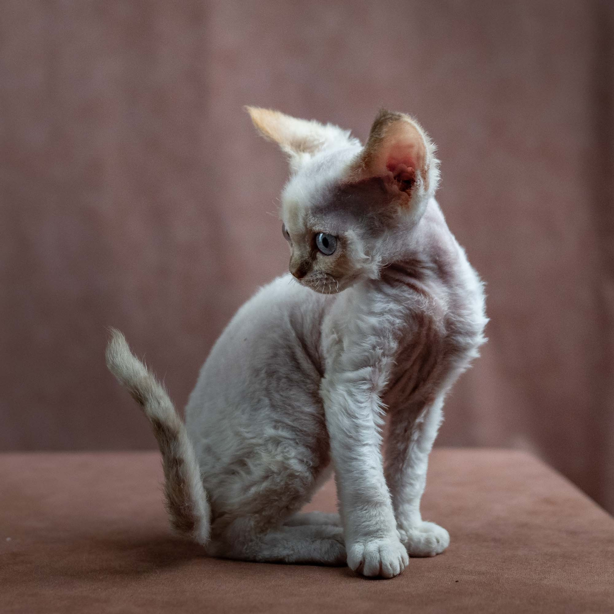 Jessica, girl, born 06.25.2025. Devon Rex Pixie Cattery