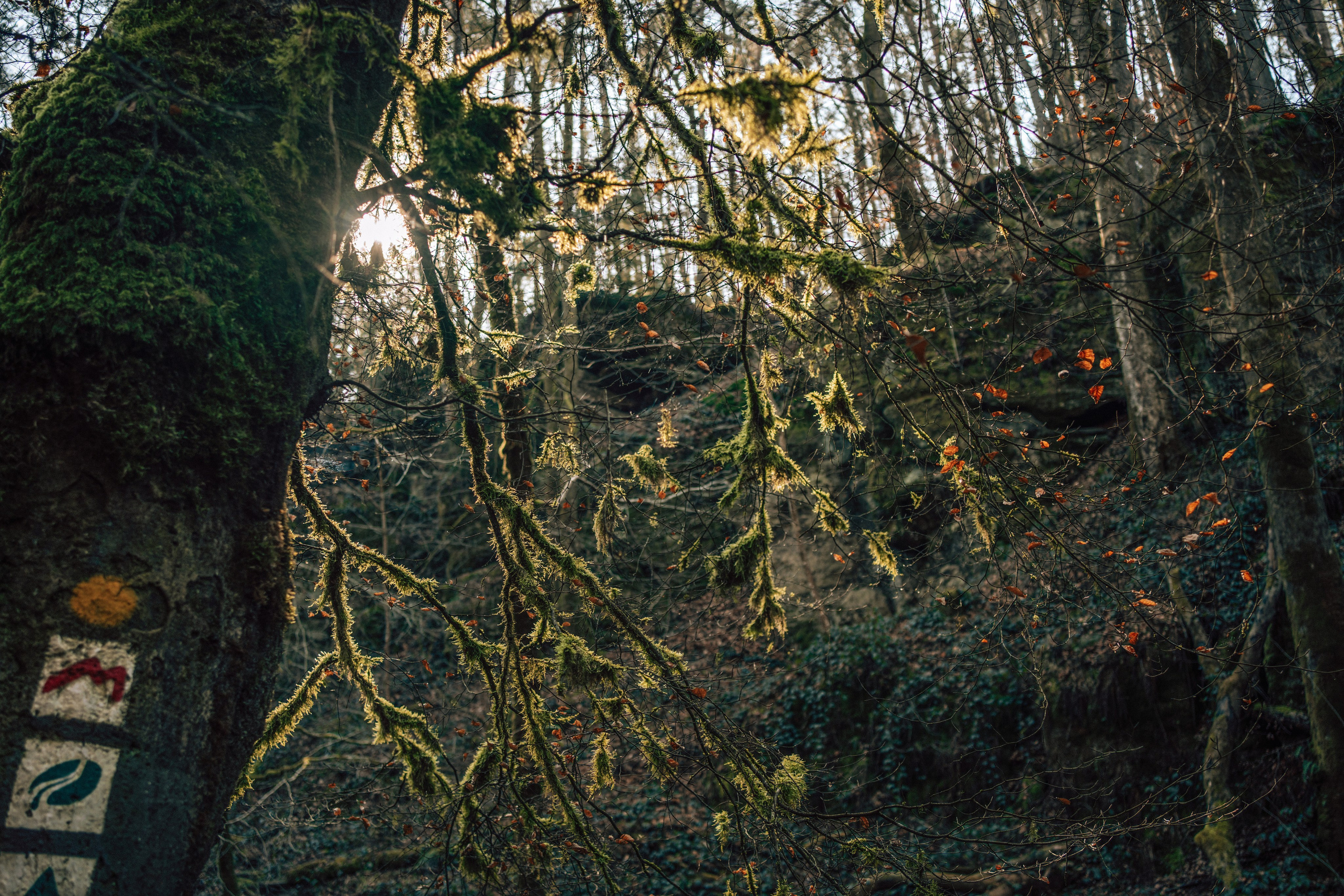 Müllerthal. Elena Seewald