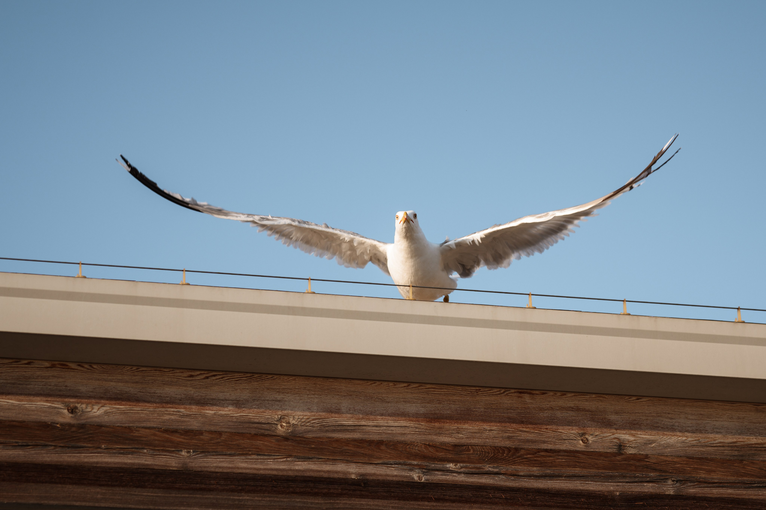 I + L prewedding. Josip Vranjković Weddings