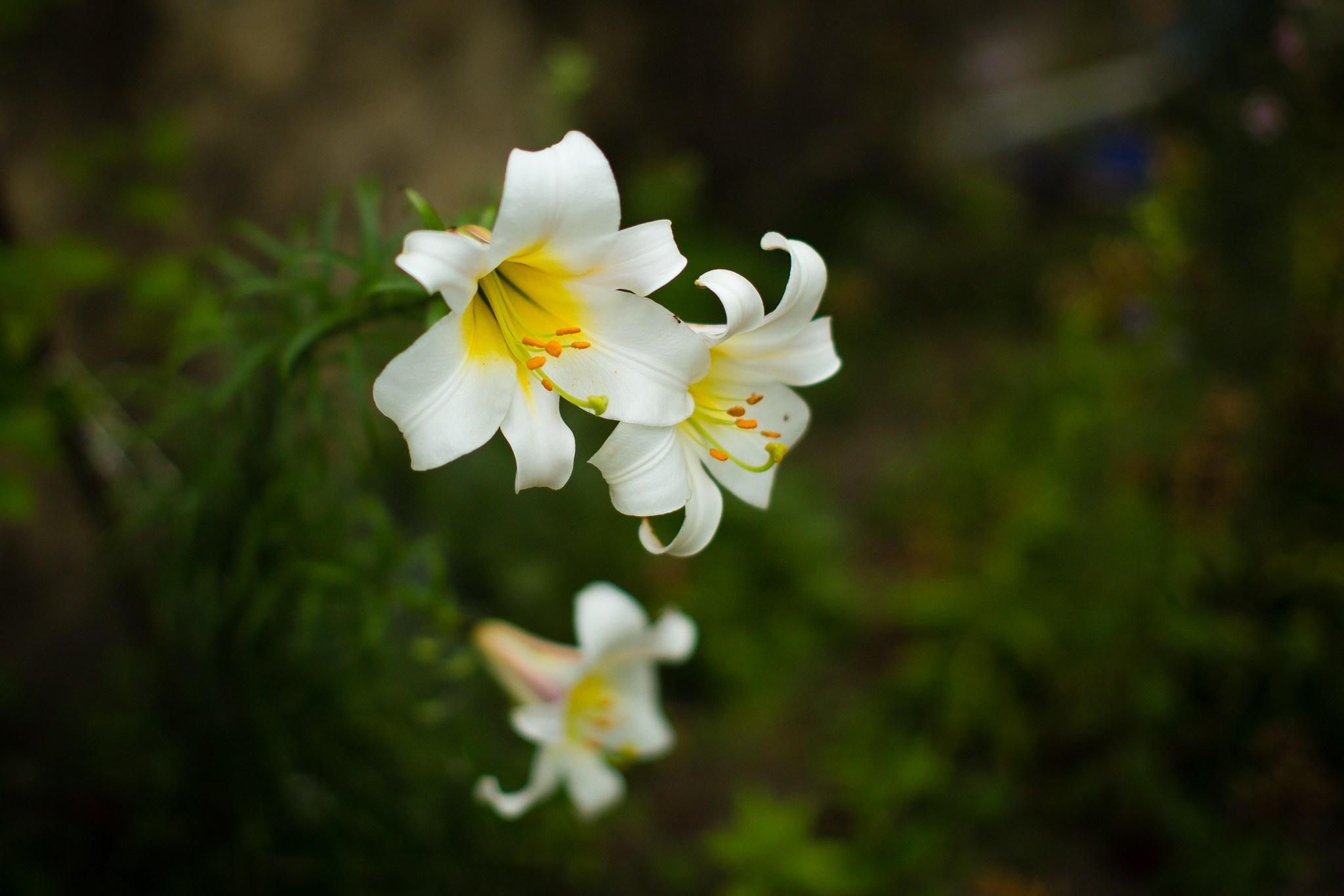 Flori. Pagina principală