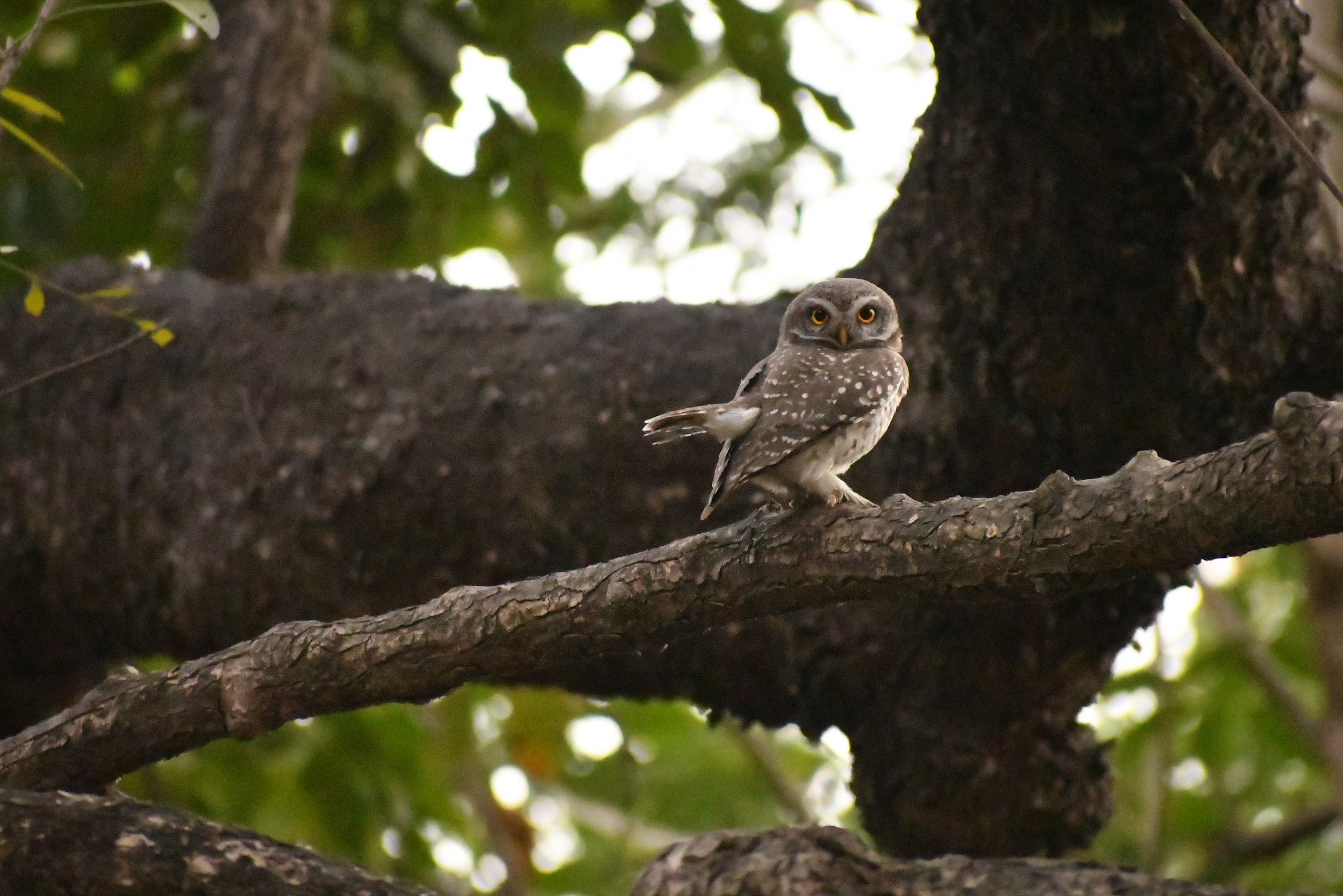 Wildlife. Portfolio By Nikhil