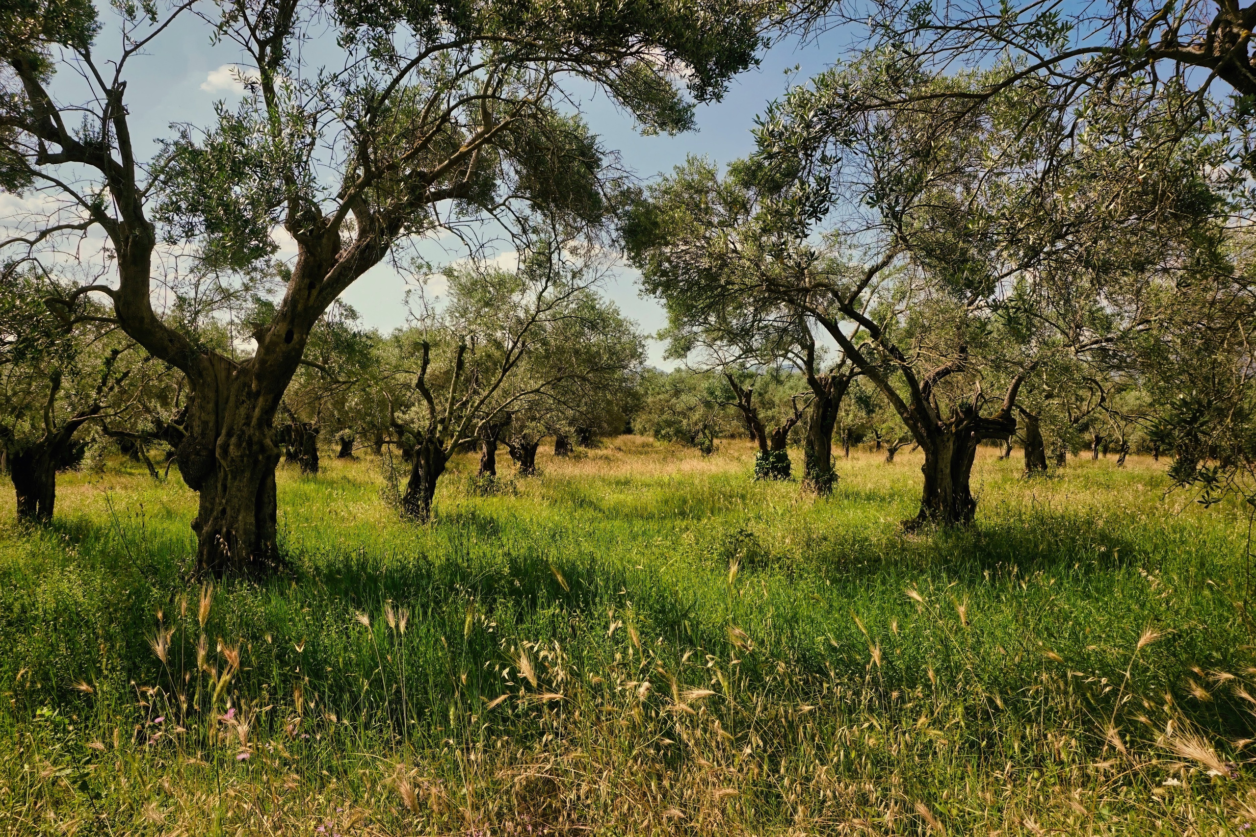 Photography of Italy – Olive trees and fields at Hadrian’s Villa in Tivoli near Rome, photographed as part of a photography book about Rome.