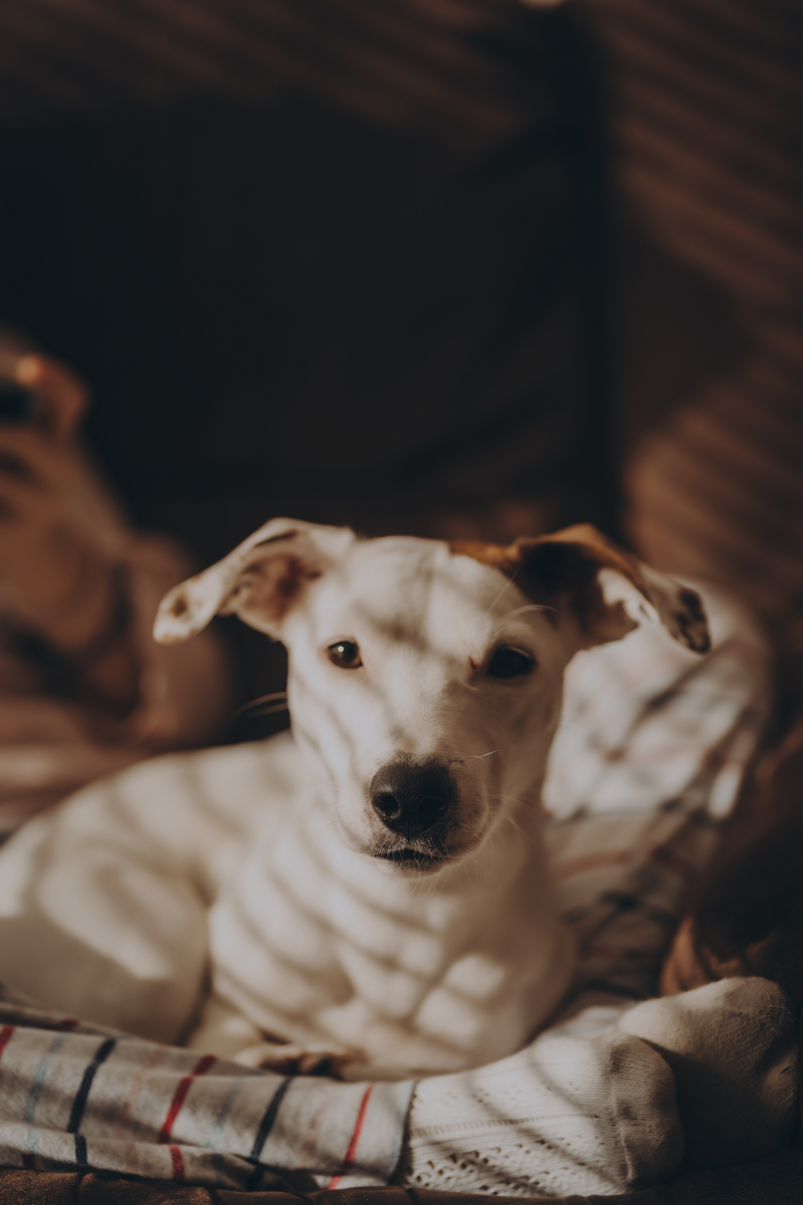 WEDDING: Polina & Stephen. Maternity/Love story/Wedding photographer