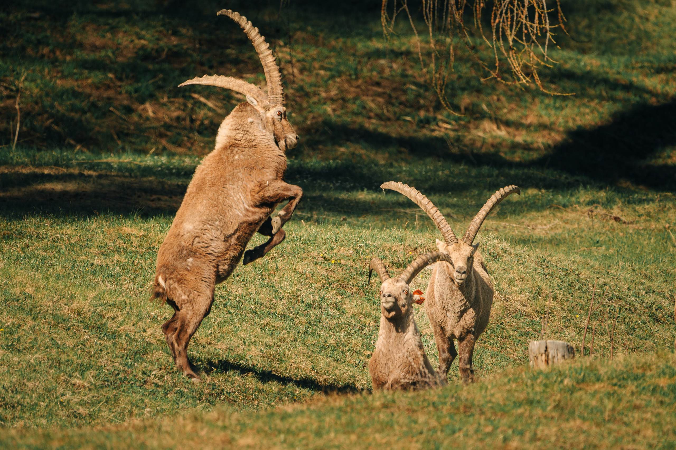 Capricorns in Pontresina. Lutsenko Visuals — Photography & Visual Content
