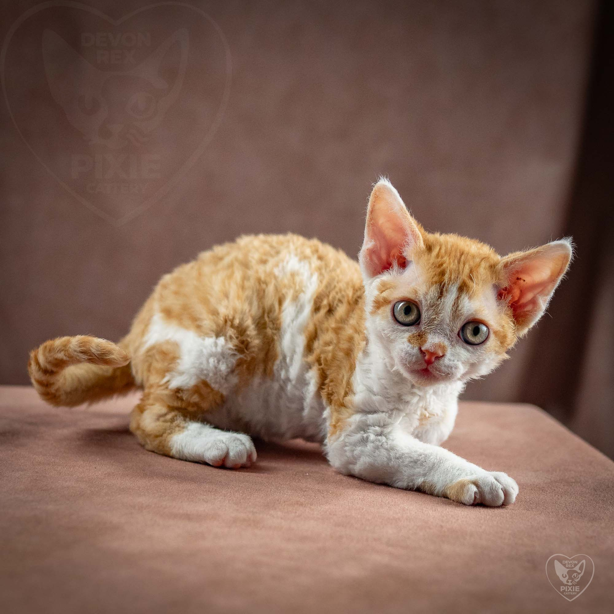 Gary,  boy, born on 01.18.25. Devon Rex Pixie Cattery