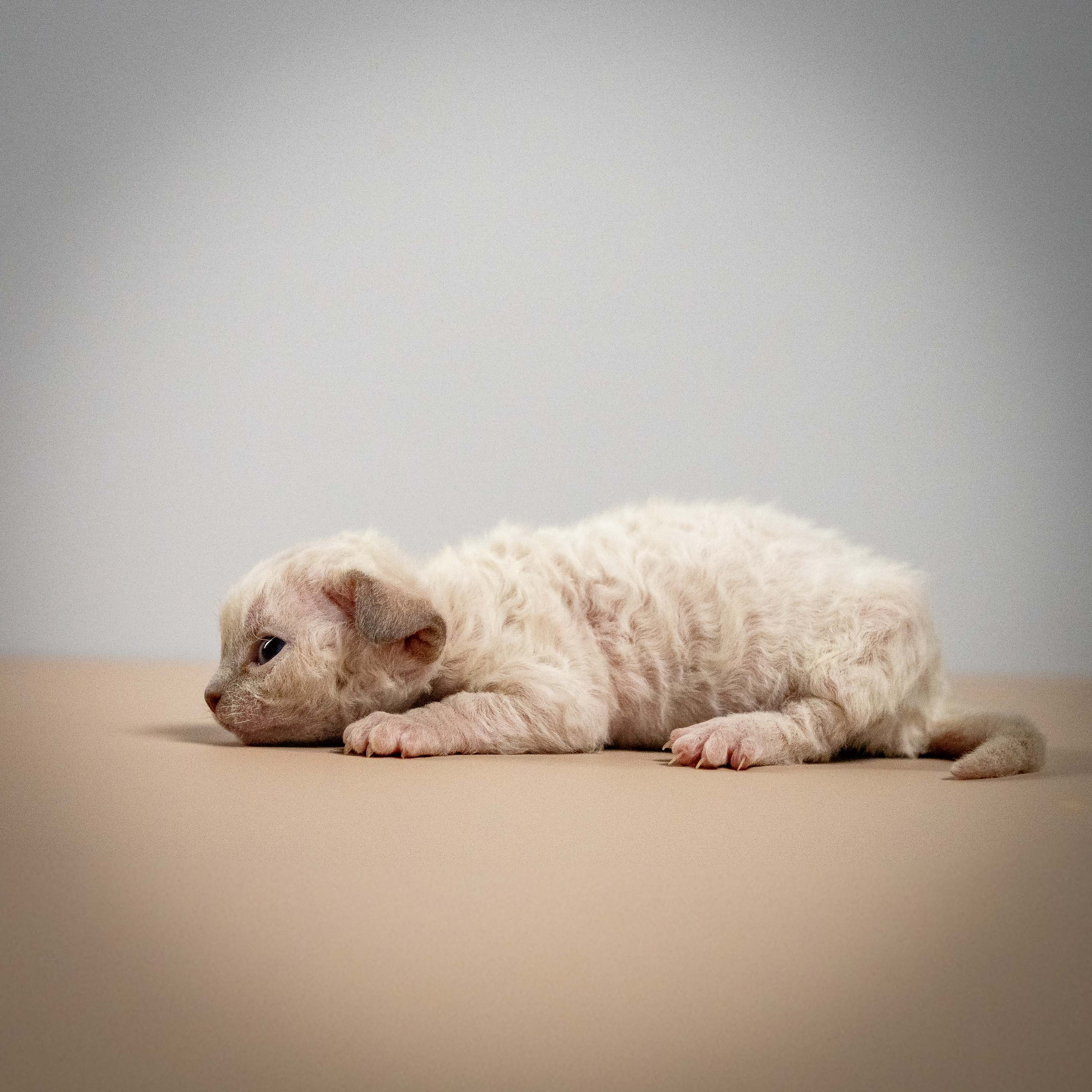 Mila, girl, born 01.15.26. Devon Rex Pixie Cattery