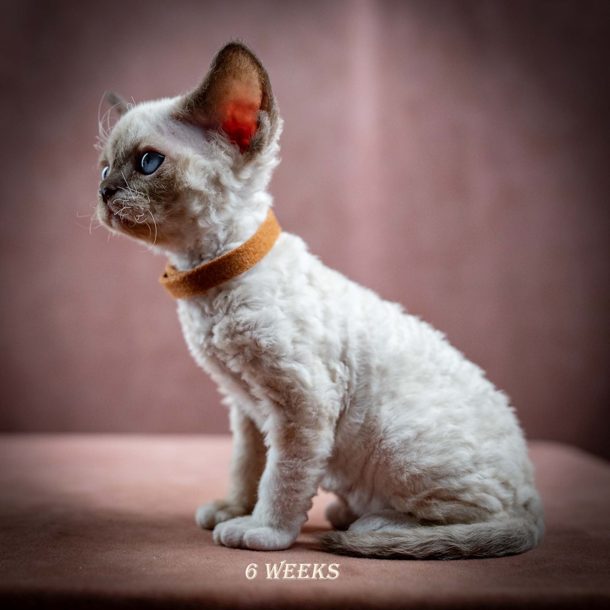 Indy, boy, born 06.01.2025. Devon Rex Pixie Cattery