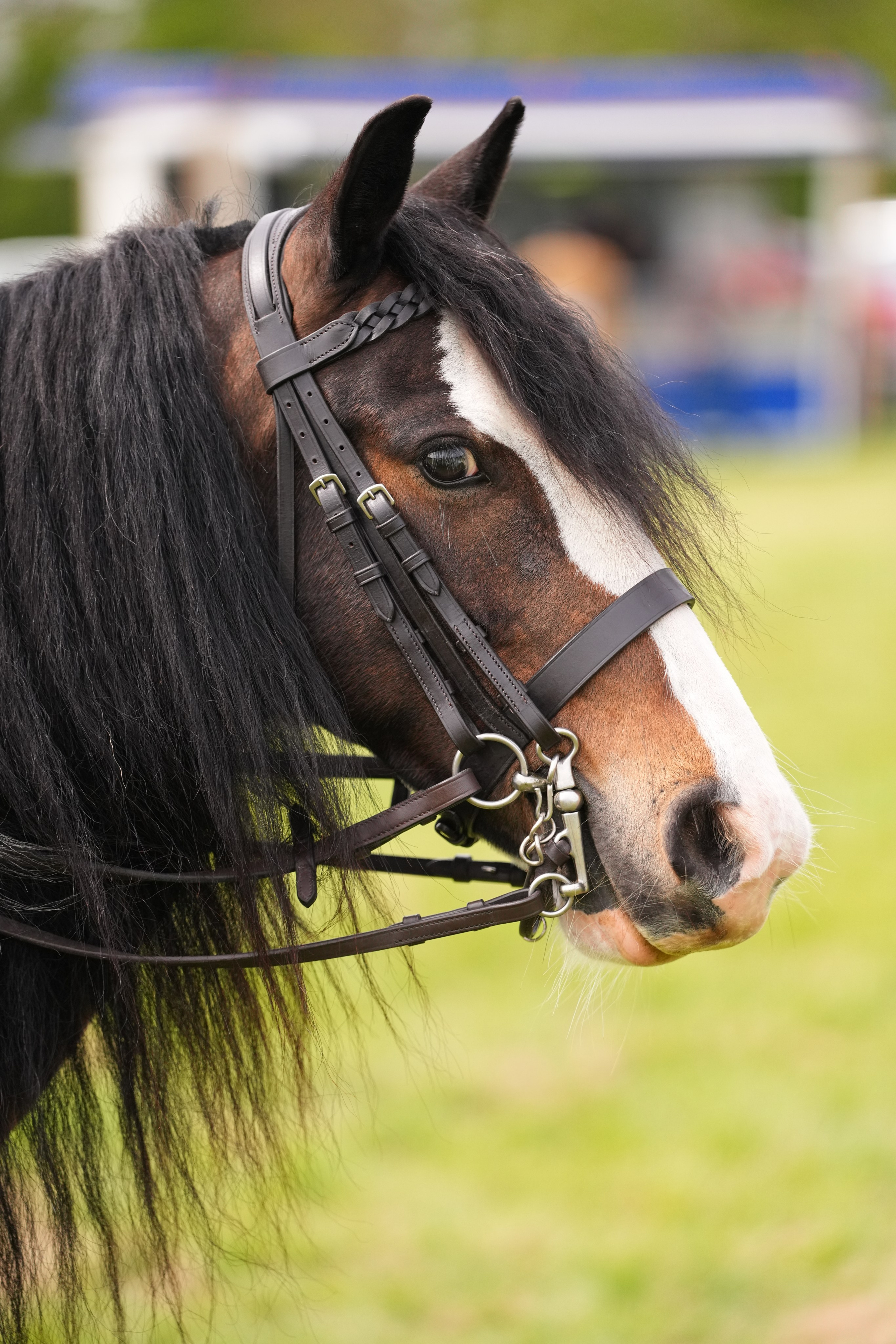 Headshots. Leicestershire Equine Photography by El | Authentic Equine Portraits & Events