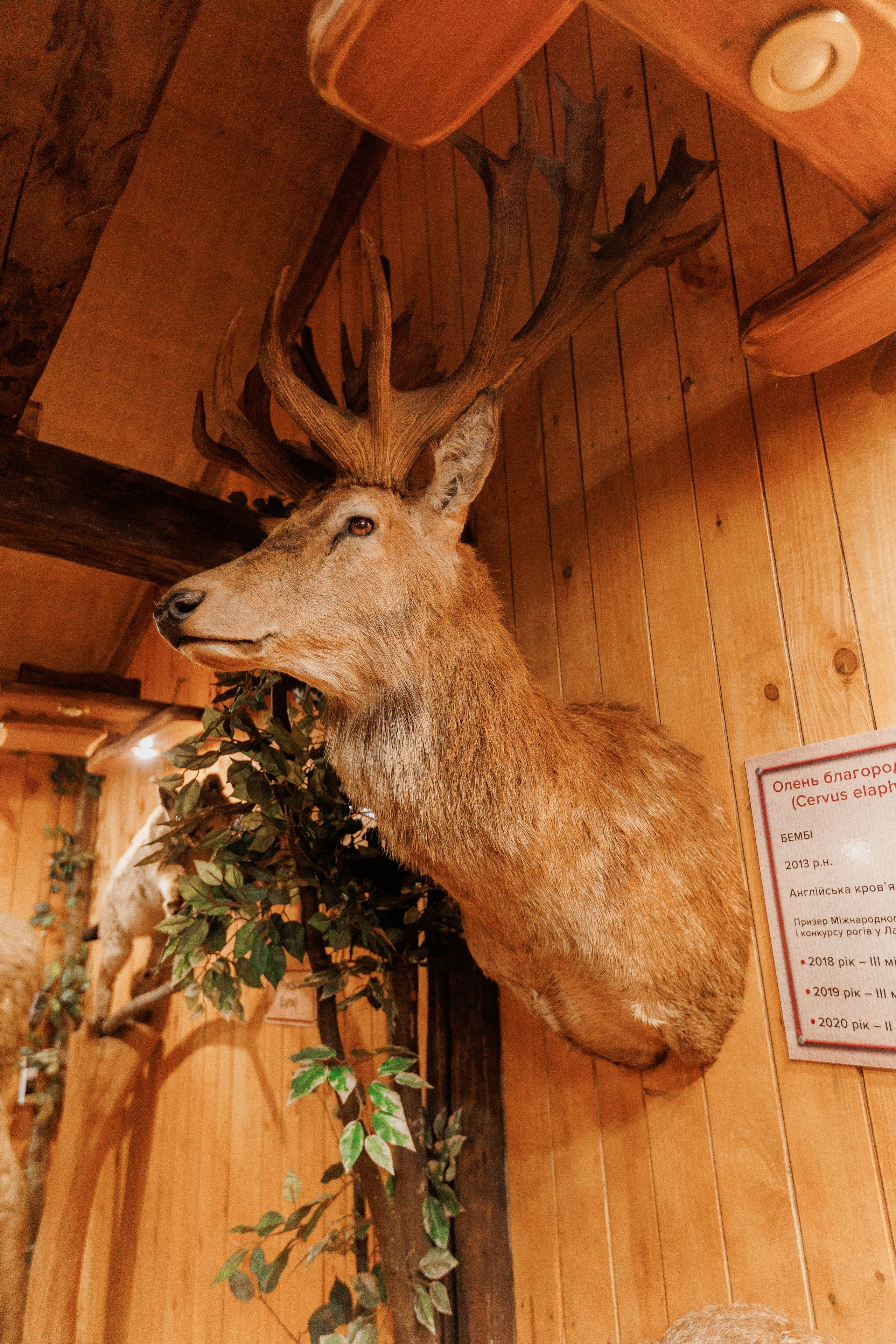Екопарк Аміла. Ірина Терещук