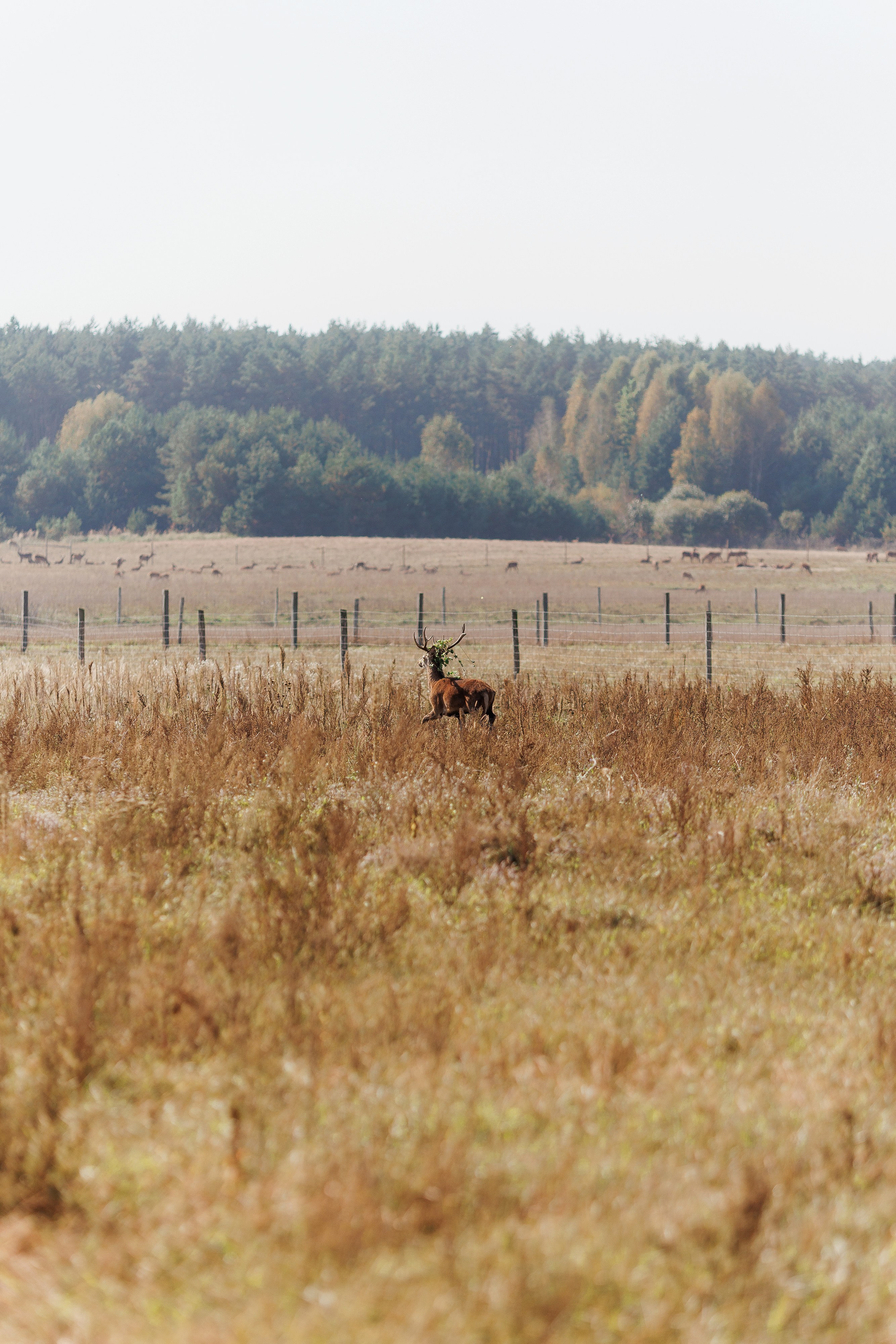 Екопарк Аміла. Ірина Терещук