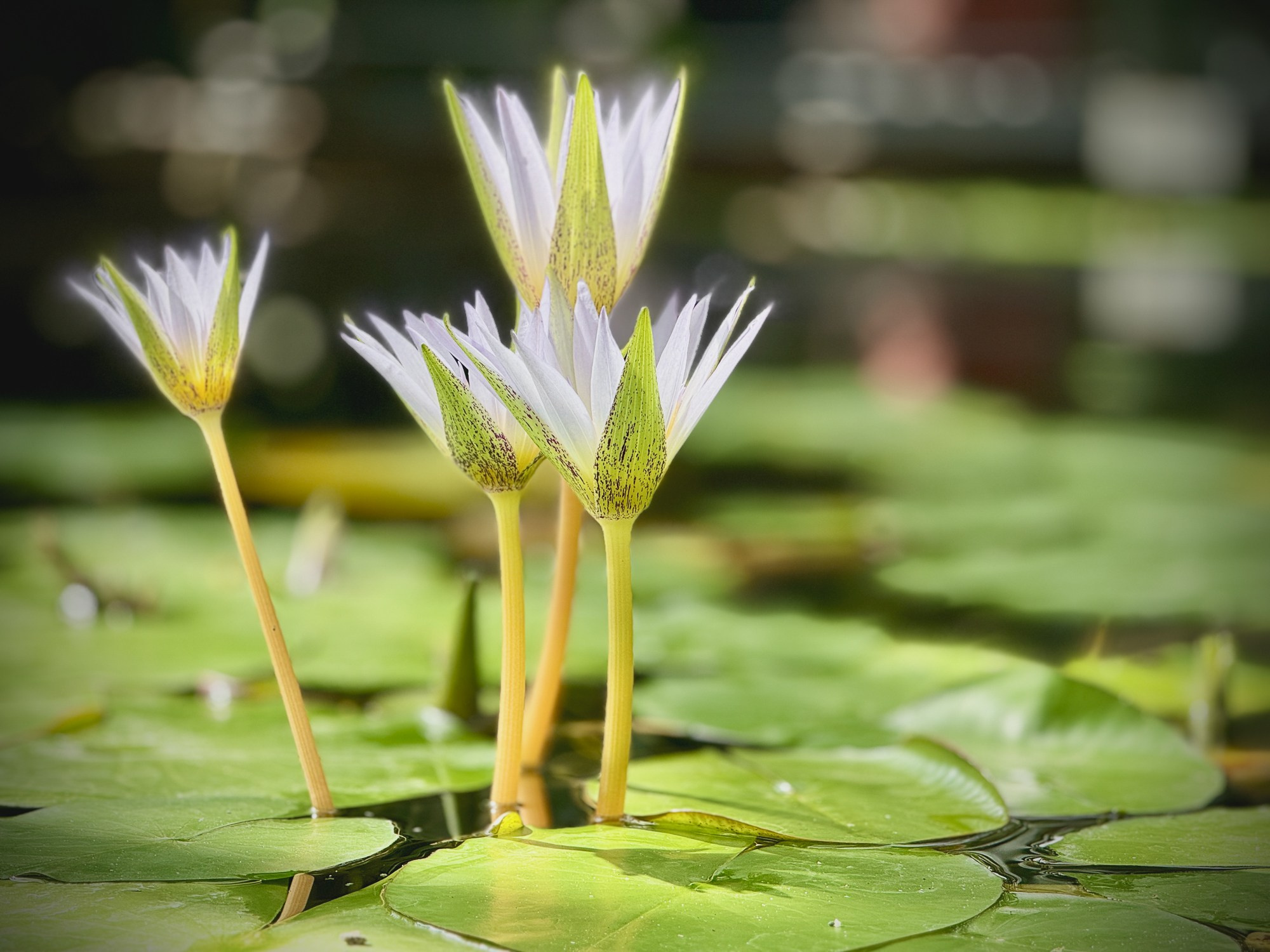 Peisaj /natura. Daniel Criste Fotograf