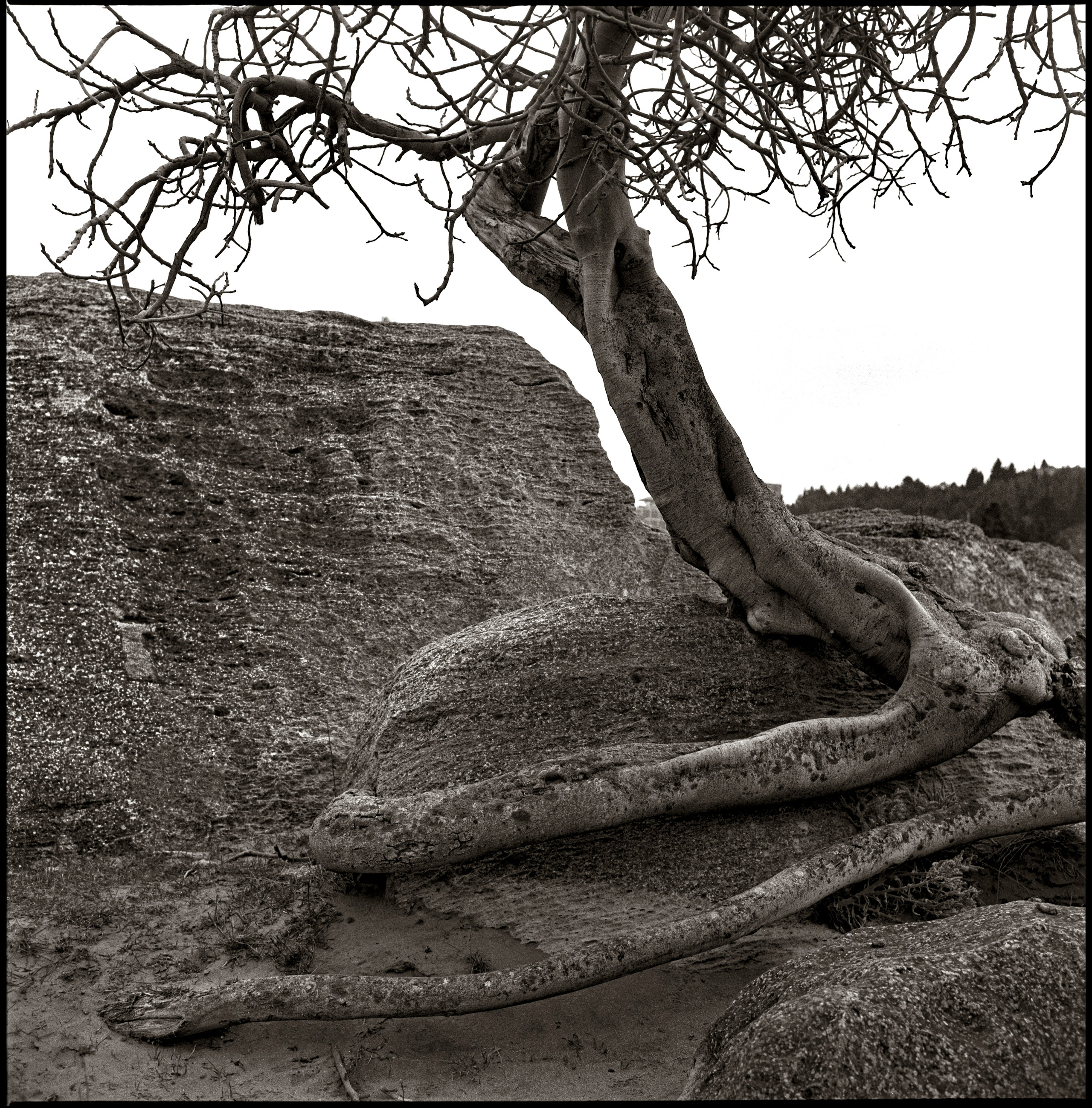 NATURE. Www.sananaleskerov.com