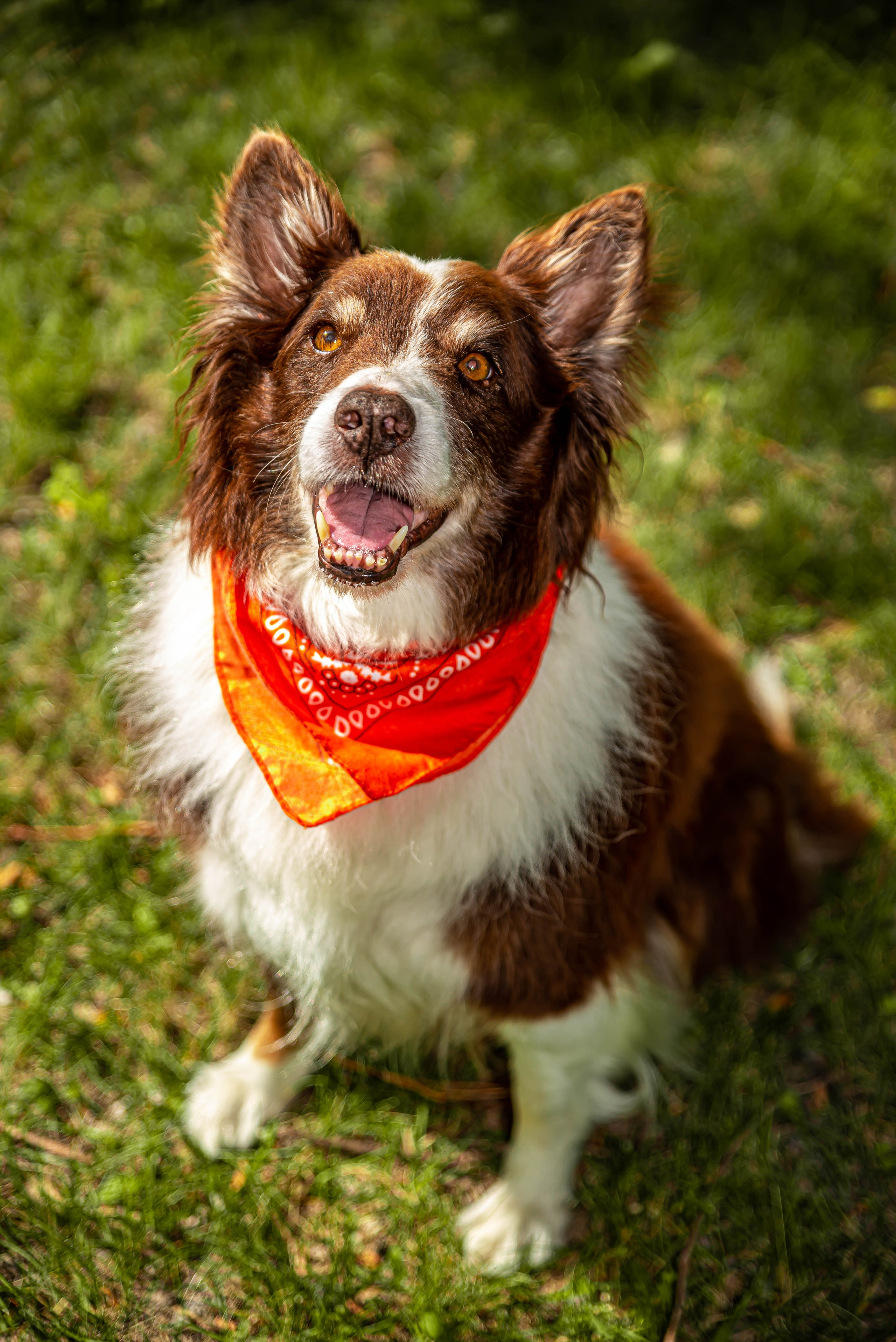 Baloo (Montreal QC). Carlos Lima Photography — Photographer in Calgary
