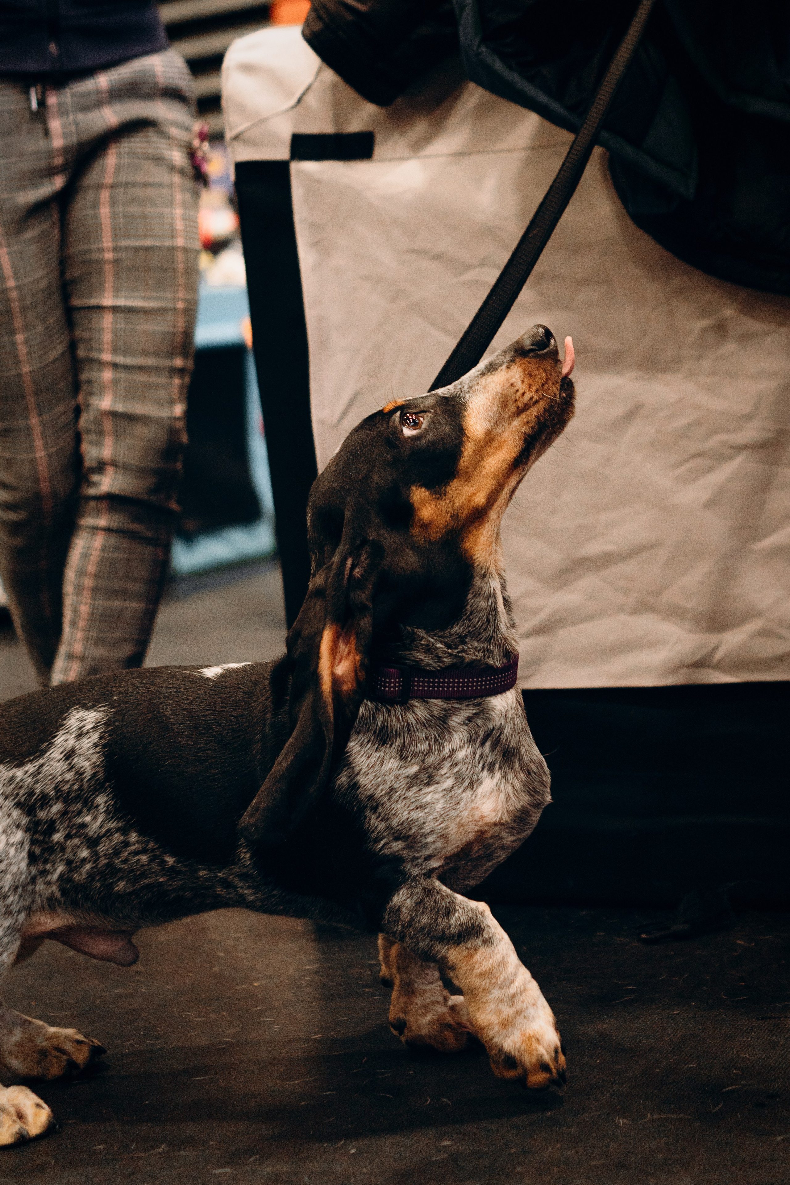 Pärnu dog weekend photo report. Kat Laisaar — Pet photographer in Tallinn