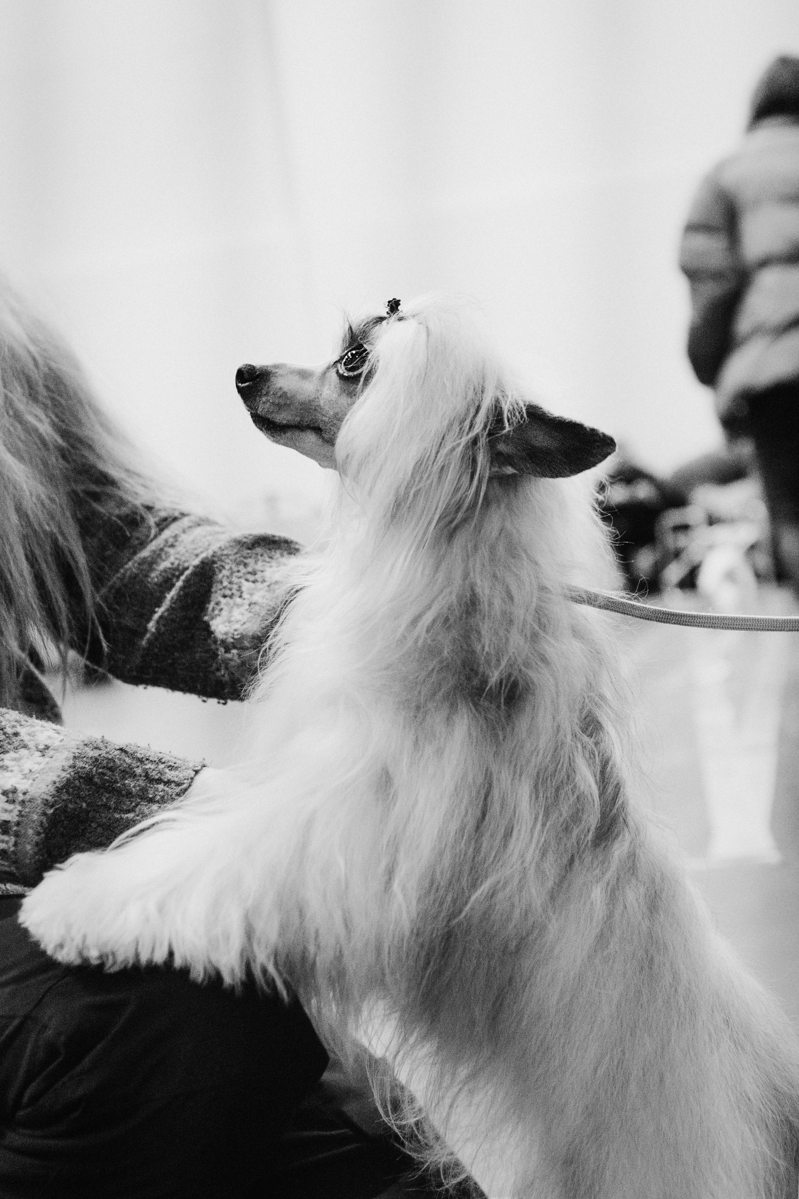 Pärnu dog weekend photo report. Kat Laisaar — Pet photographer in Tallinn