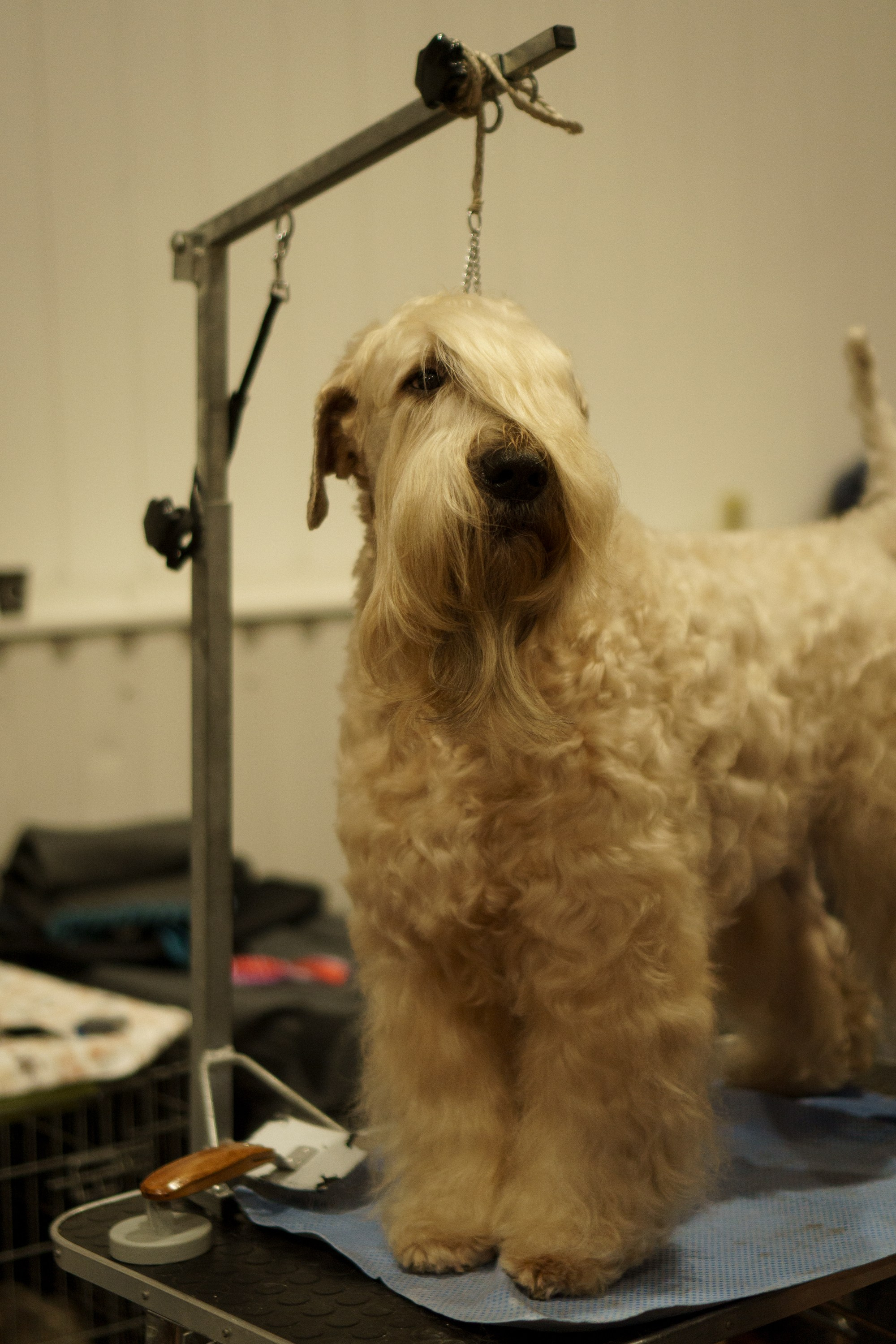 Tartu International Dog Show. Kat Laisaar — Pet photographer in Tallinn