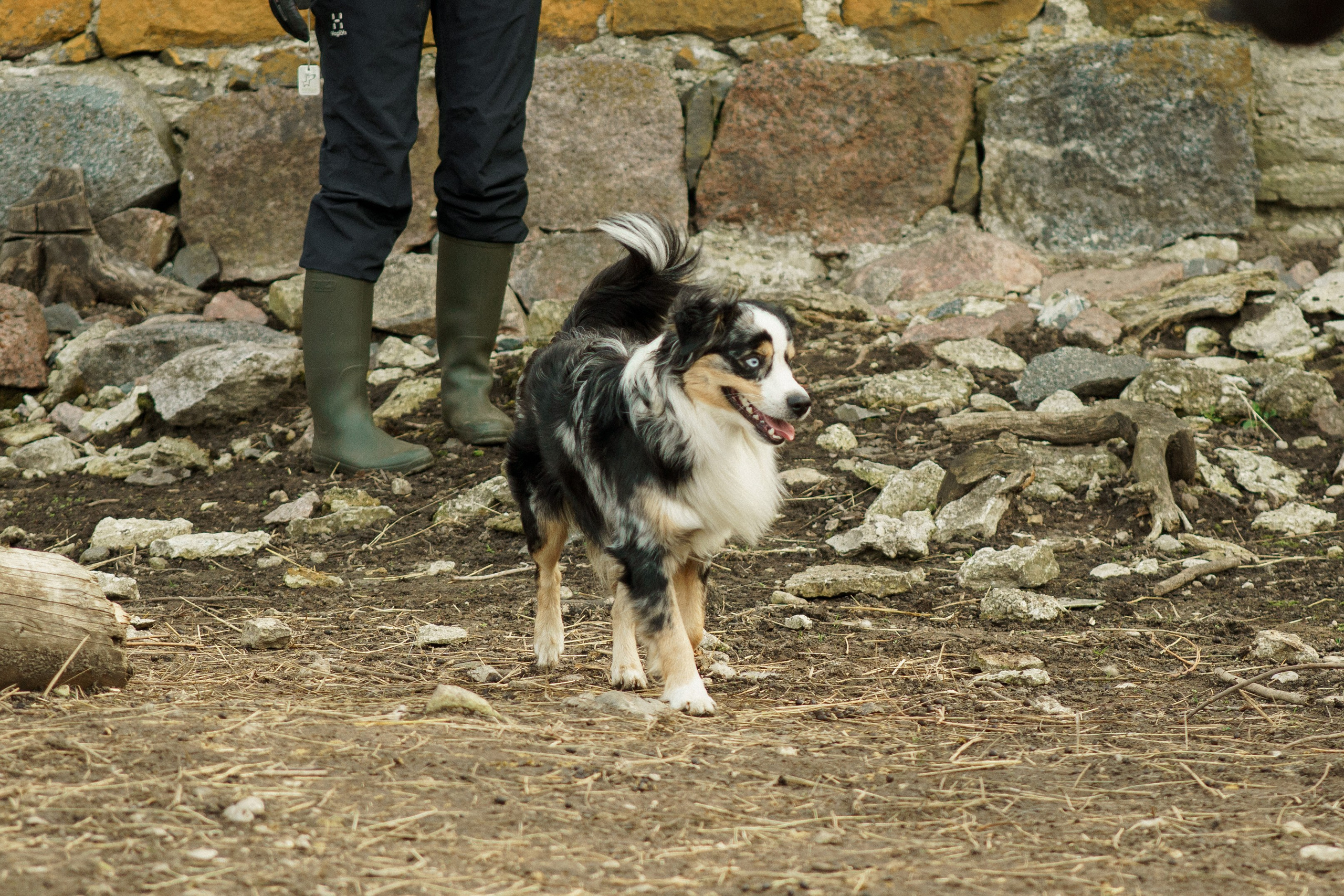 Herding Days, 26 apr. 2025. Kat Laisaar — Pet photographer in Tallinn