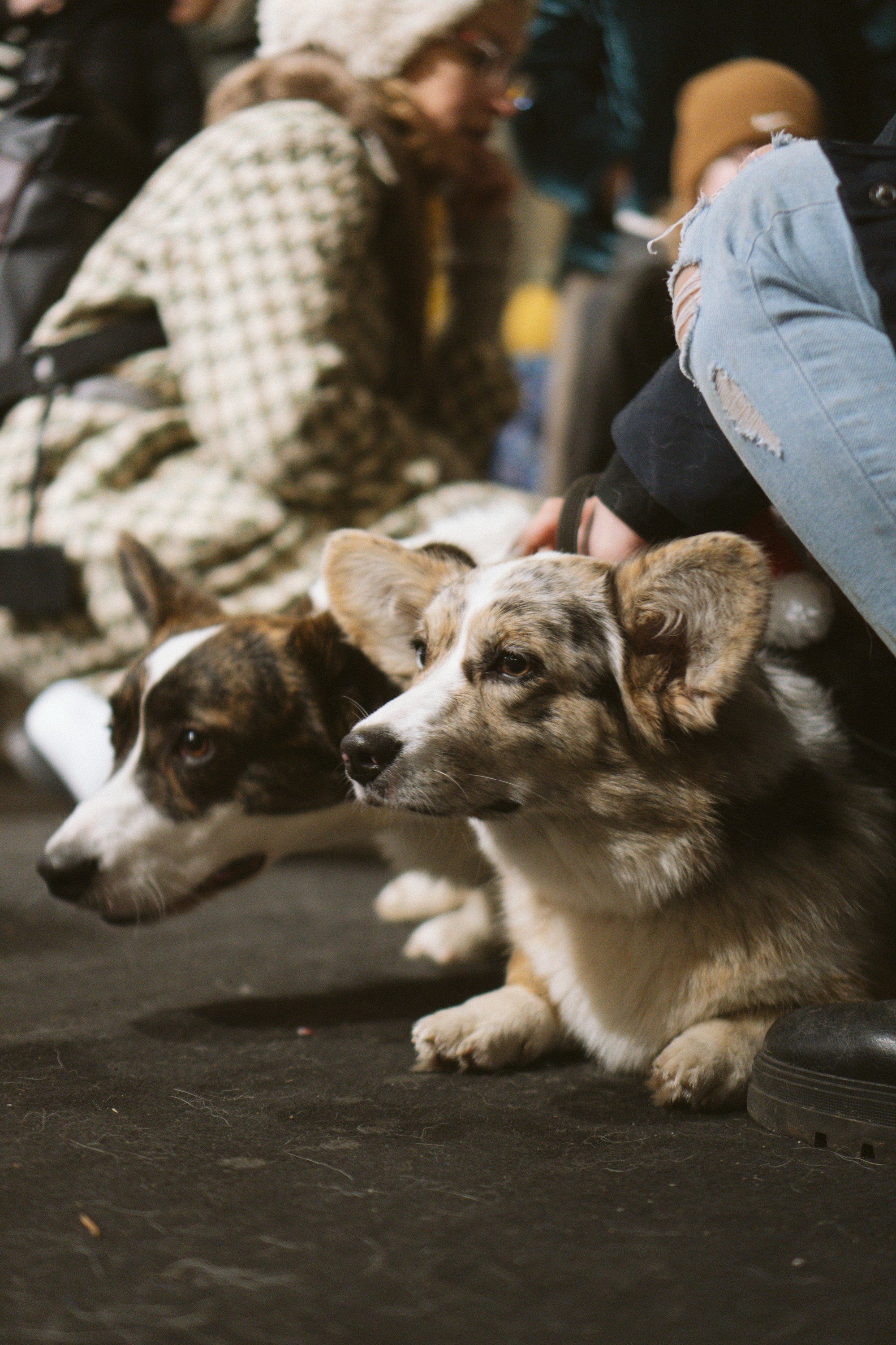 Corgi Fest, Christmas edition. Kat Laisaar — Pet photographer in Tallinn