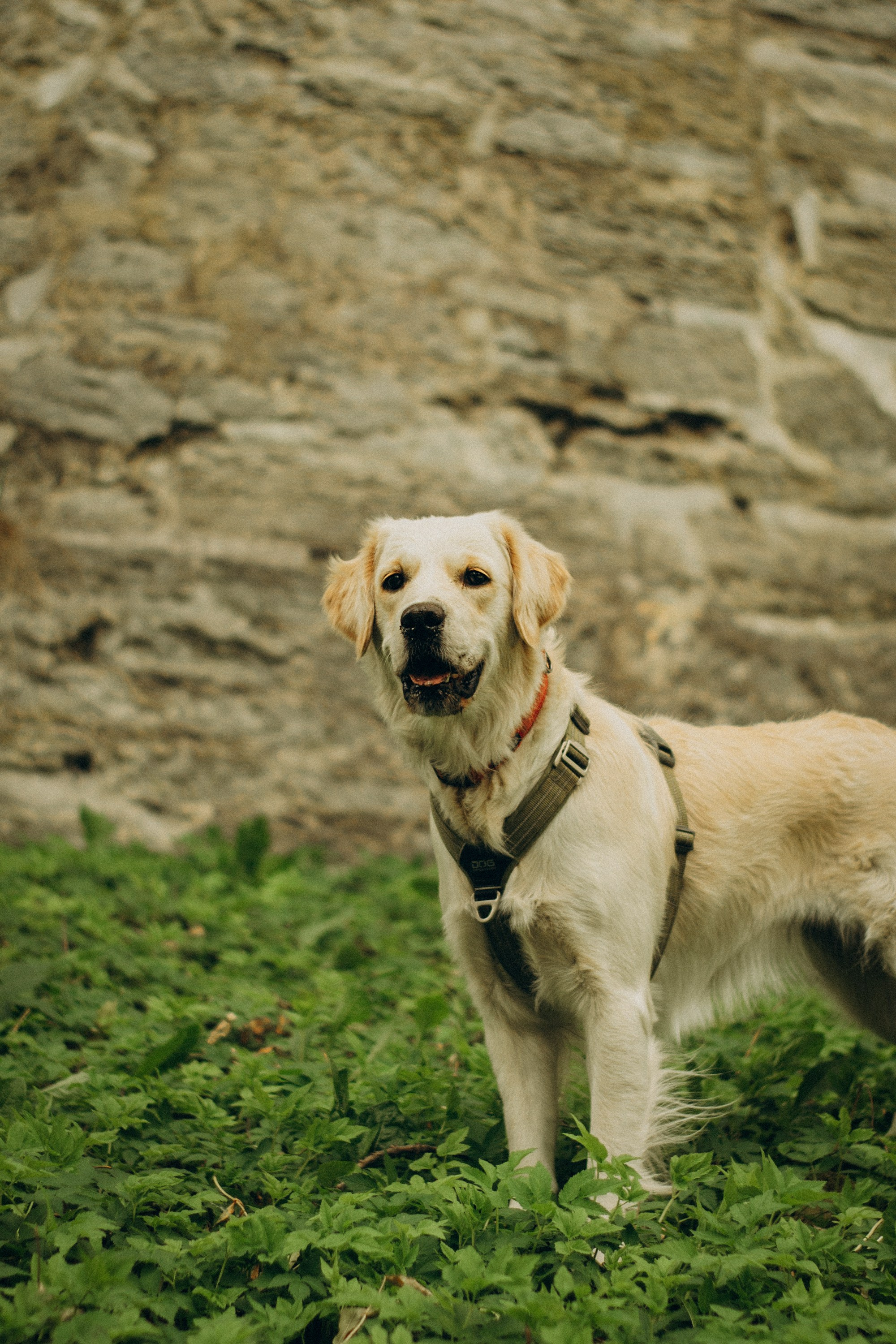 Dog Street Photography in Estonia. Kat Laisaar — Pet photographer in Tallinn