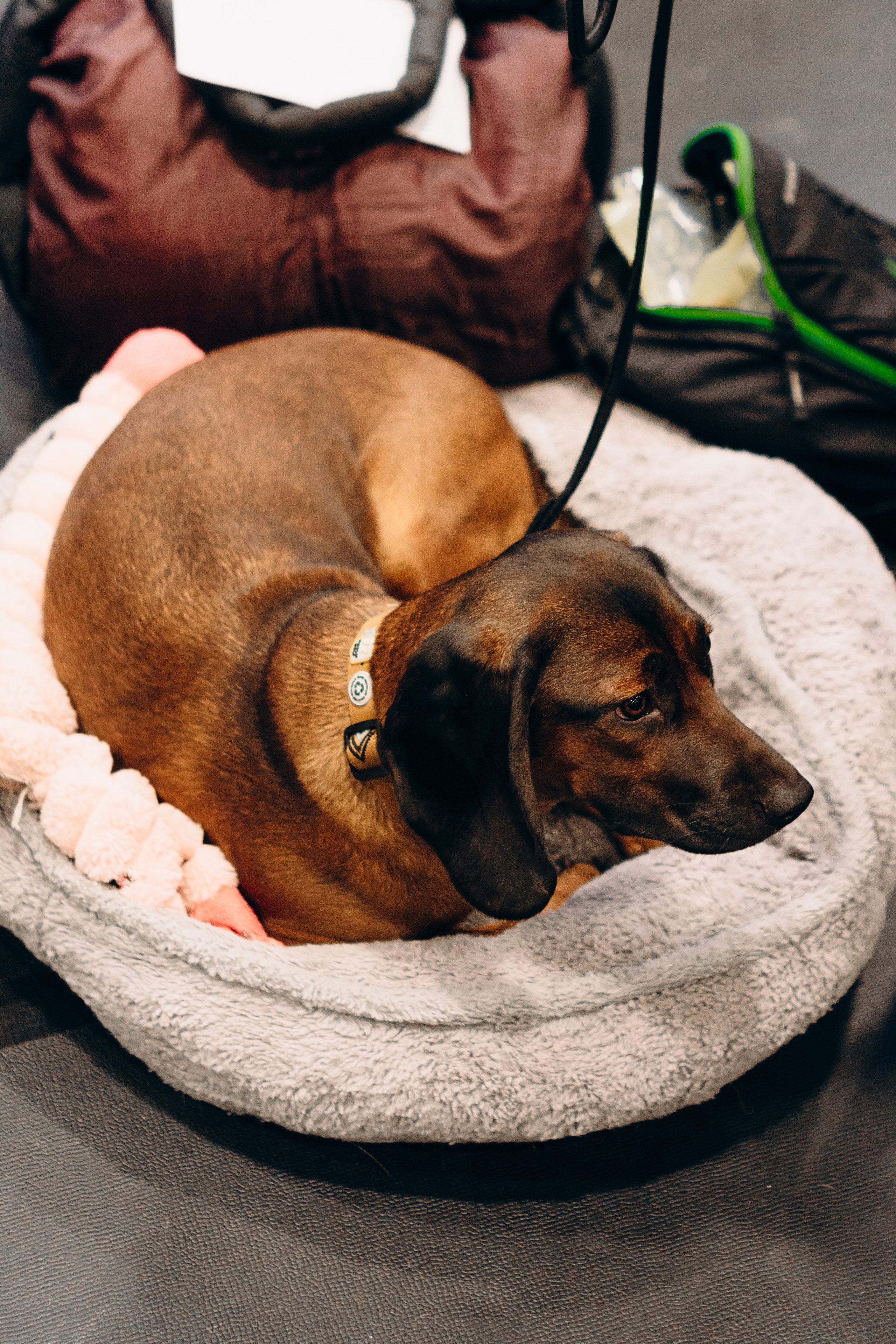 Pärnu dog weekend photo report. Kat Laisaar — Pet photographer in Tallinn