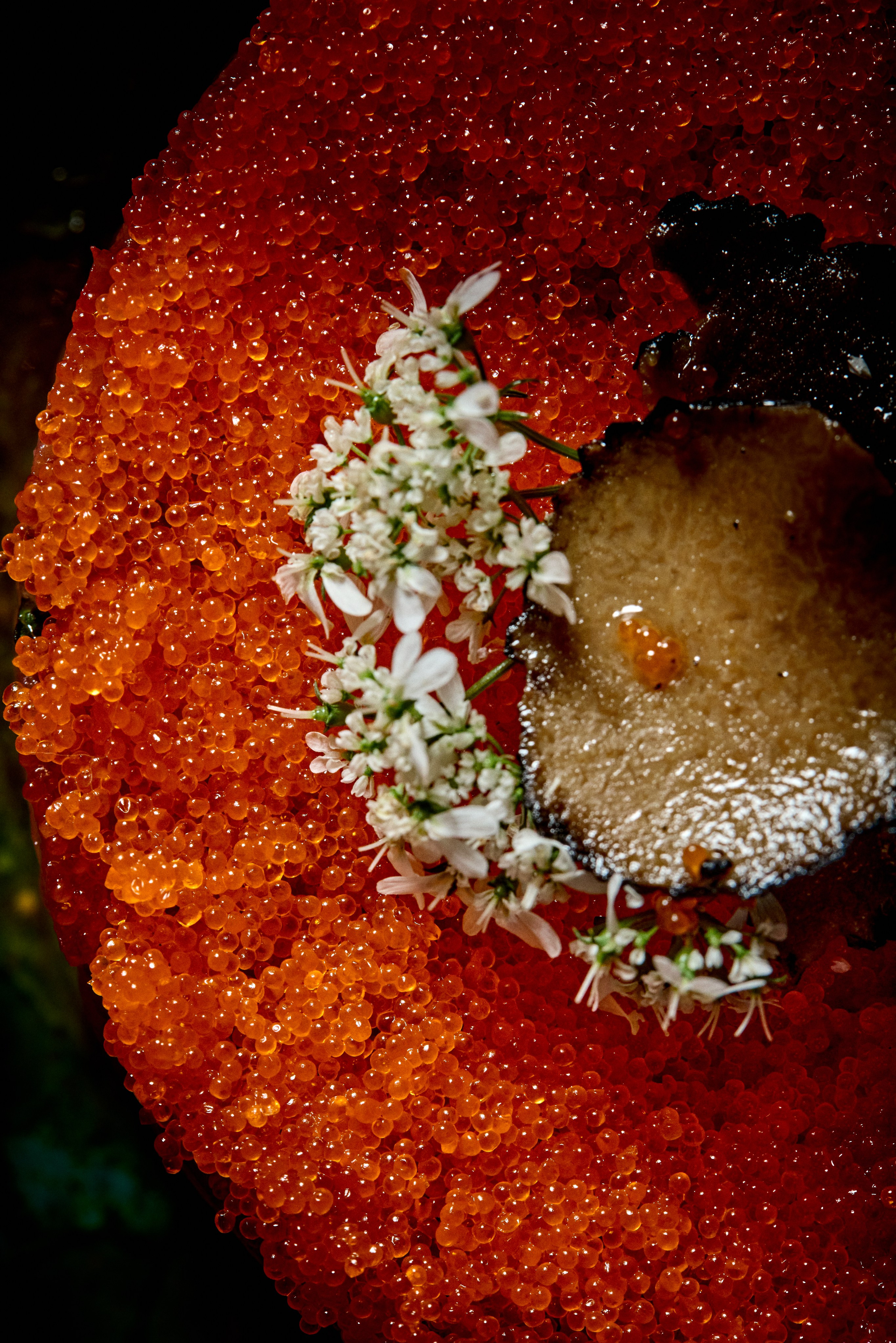 Comida Japonesa. Fotografia e Filmes Publicitários de Alimentos