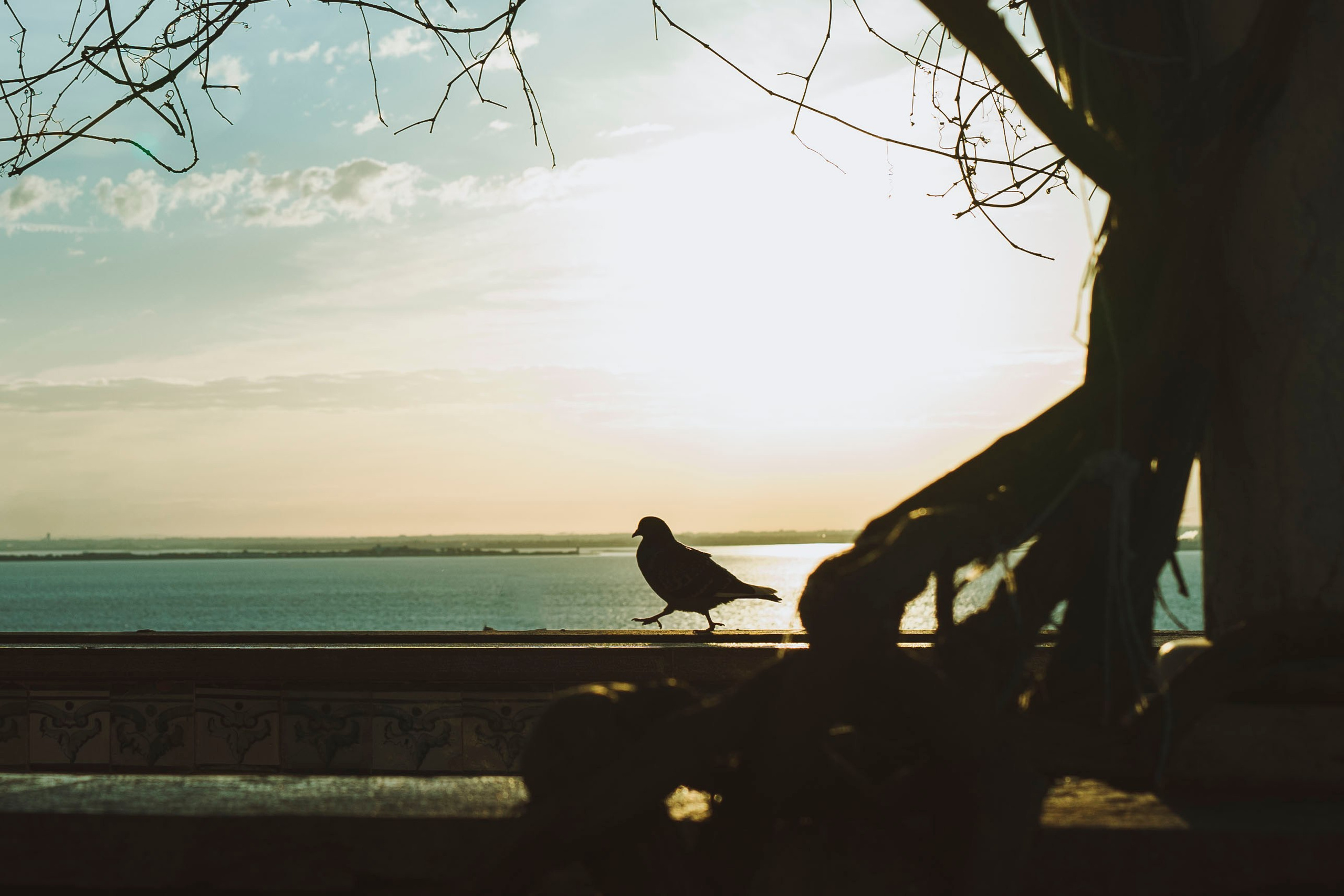 Работы Марии Шер. Sher.SCHOOL