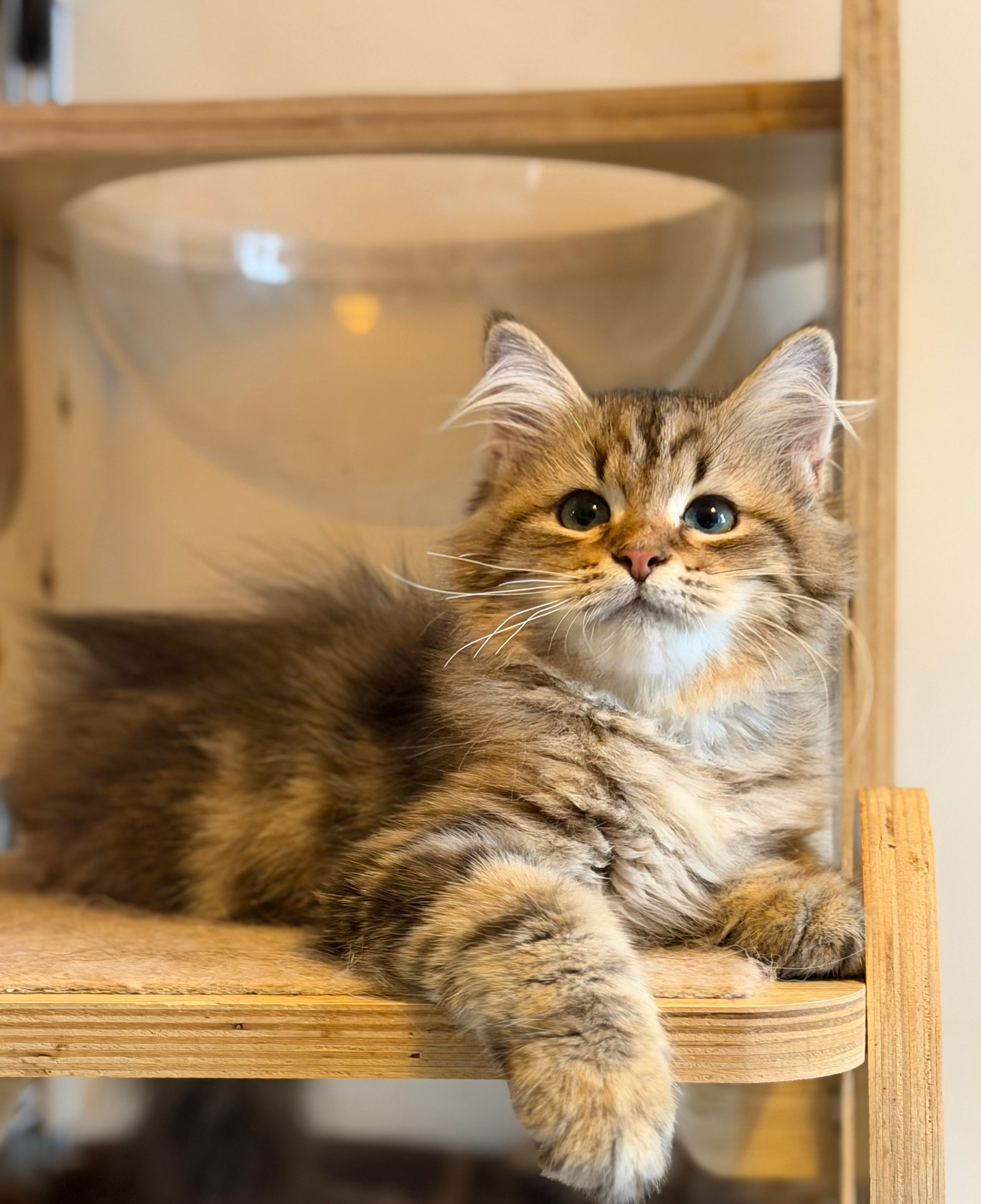 Available Faith Brown Tabby Female