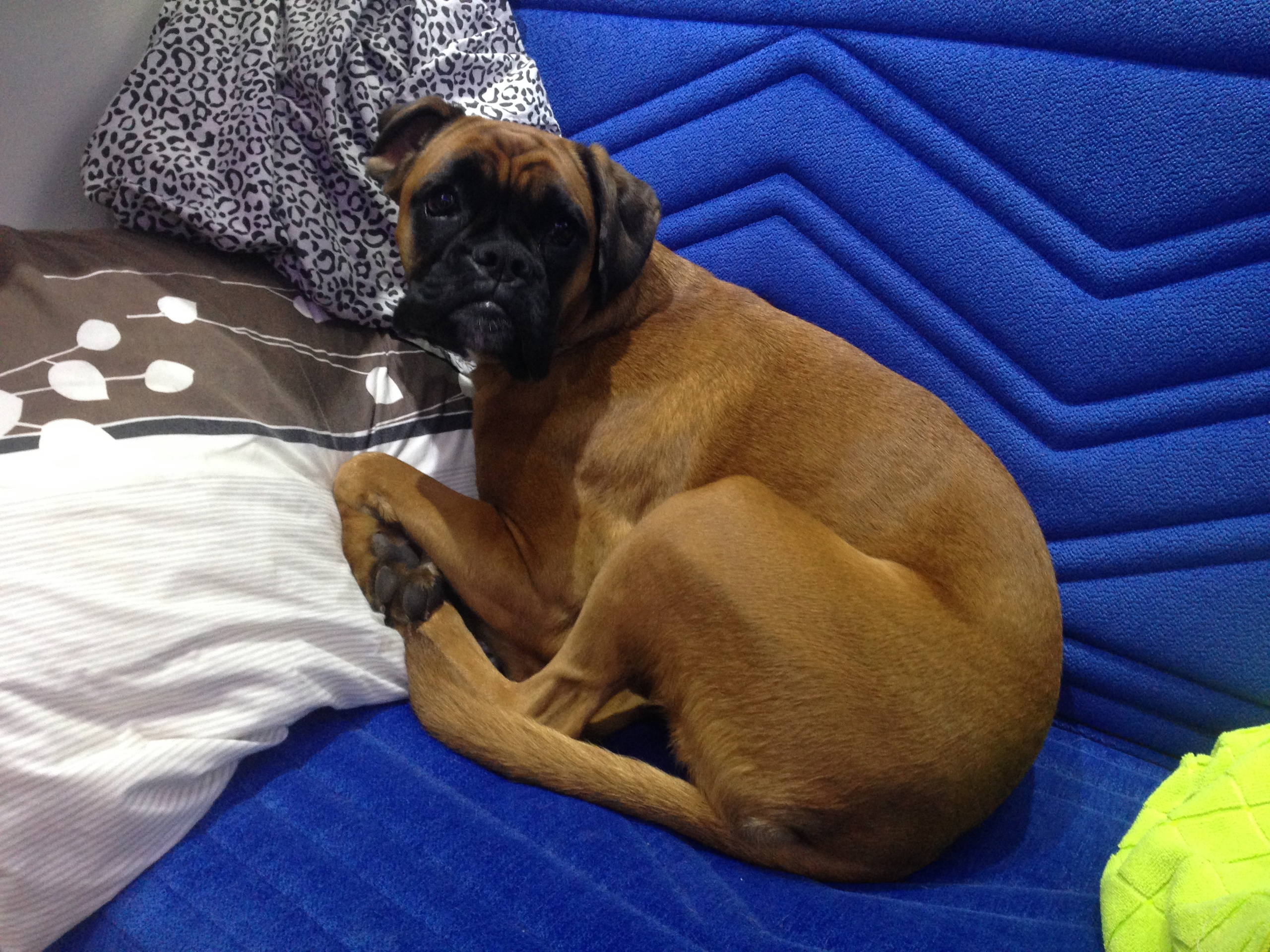 My ״Star״ Boxer Dog