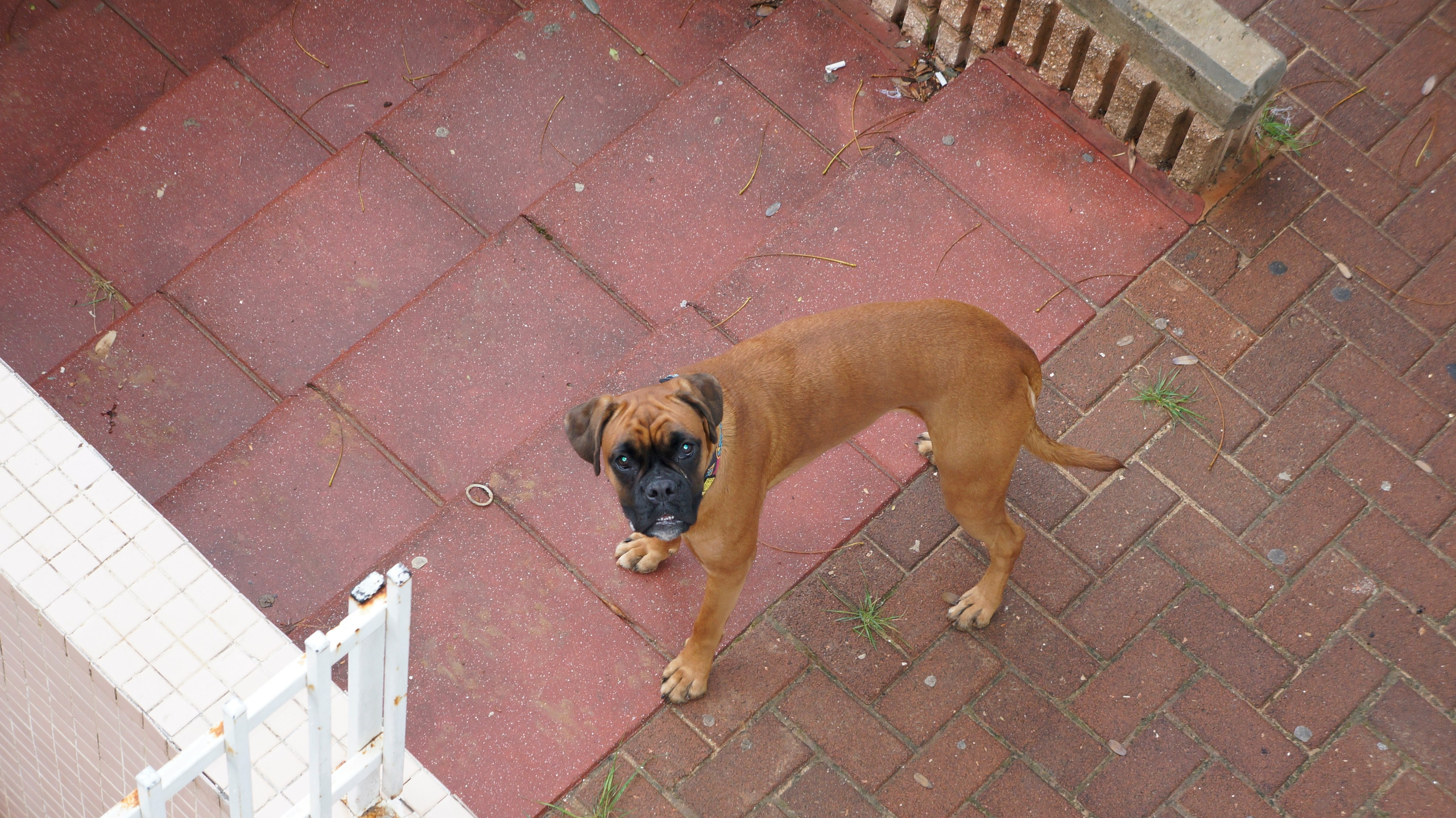 My ״Star״ Boxer Dog