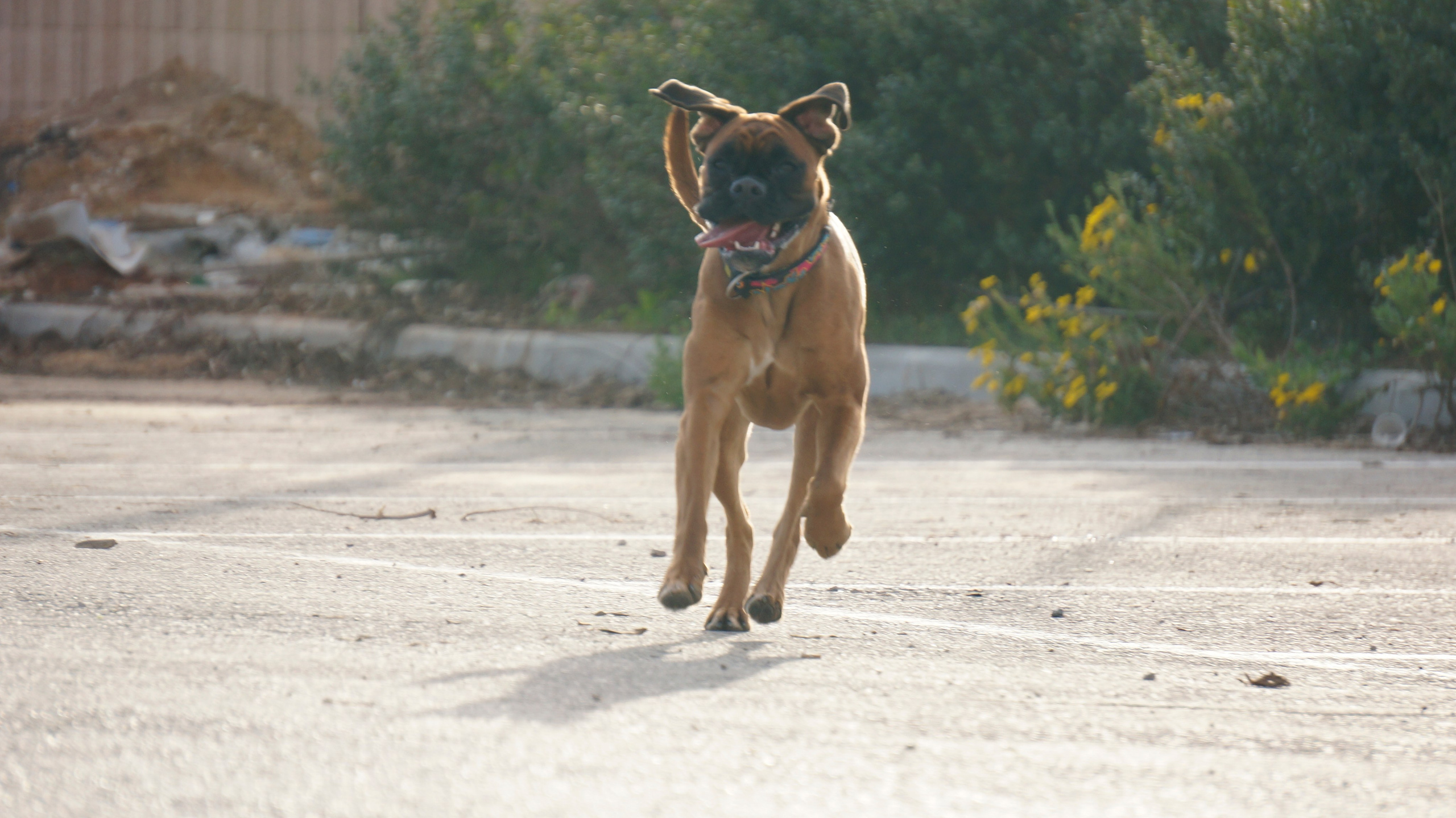 My ״Star״ Boxer Dog