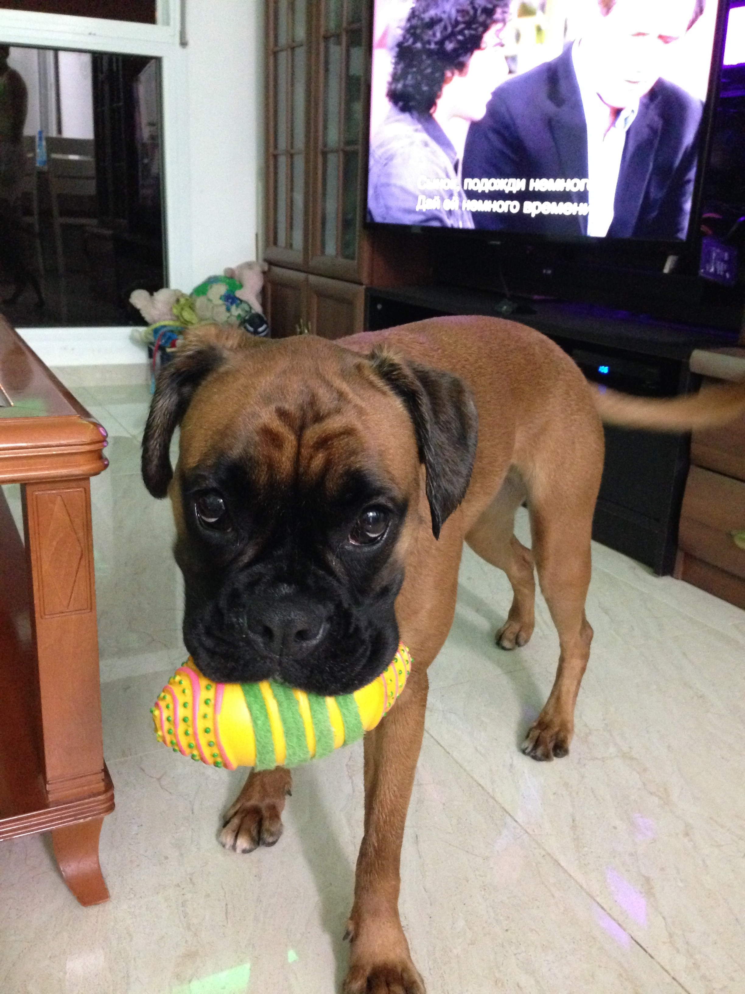 My ״Star״ Boxer Dog