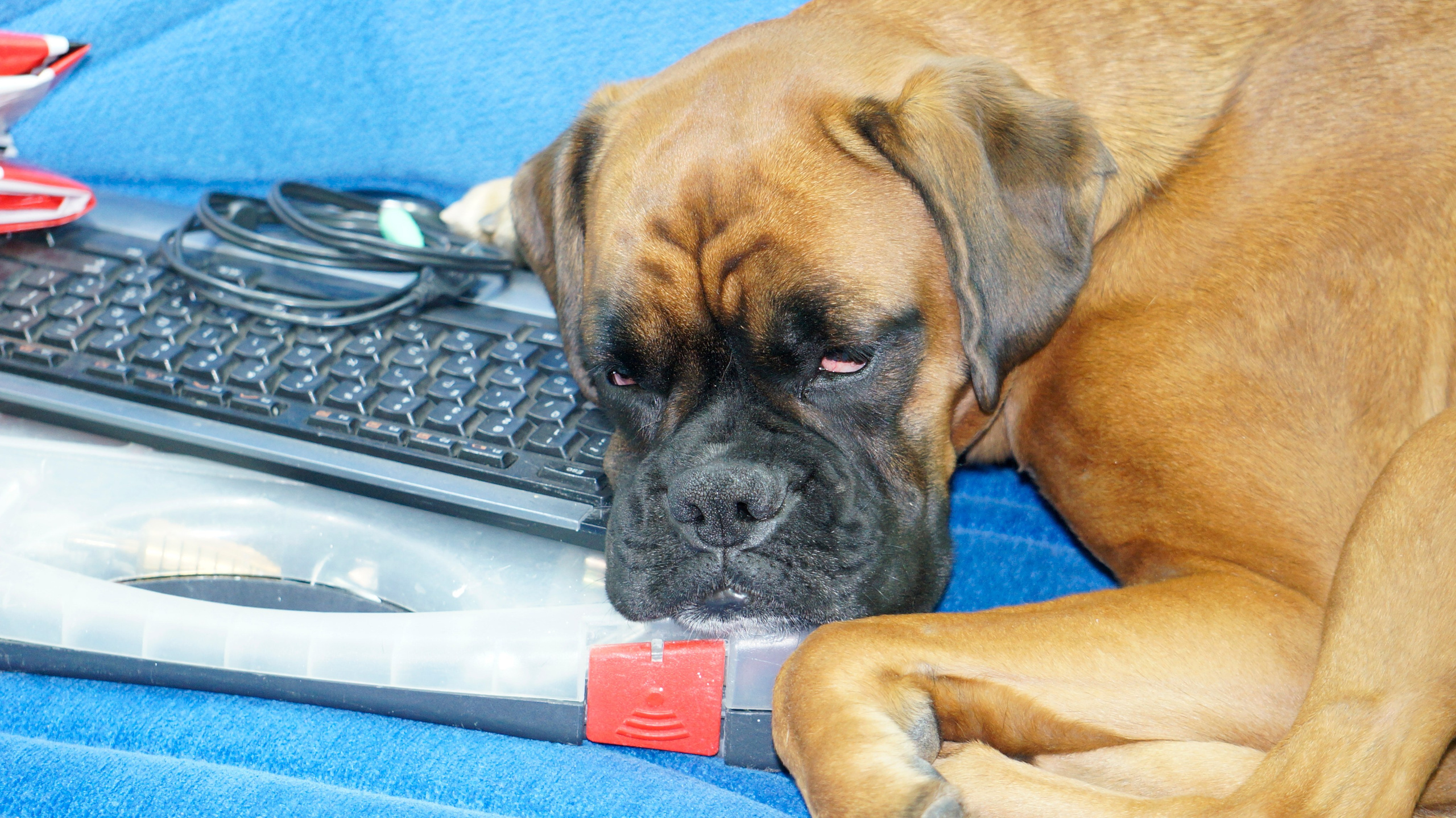 My ״Star״ Boxer Dog