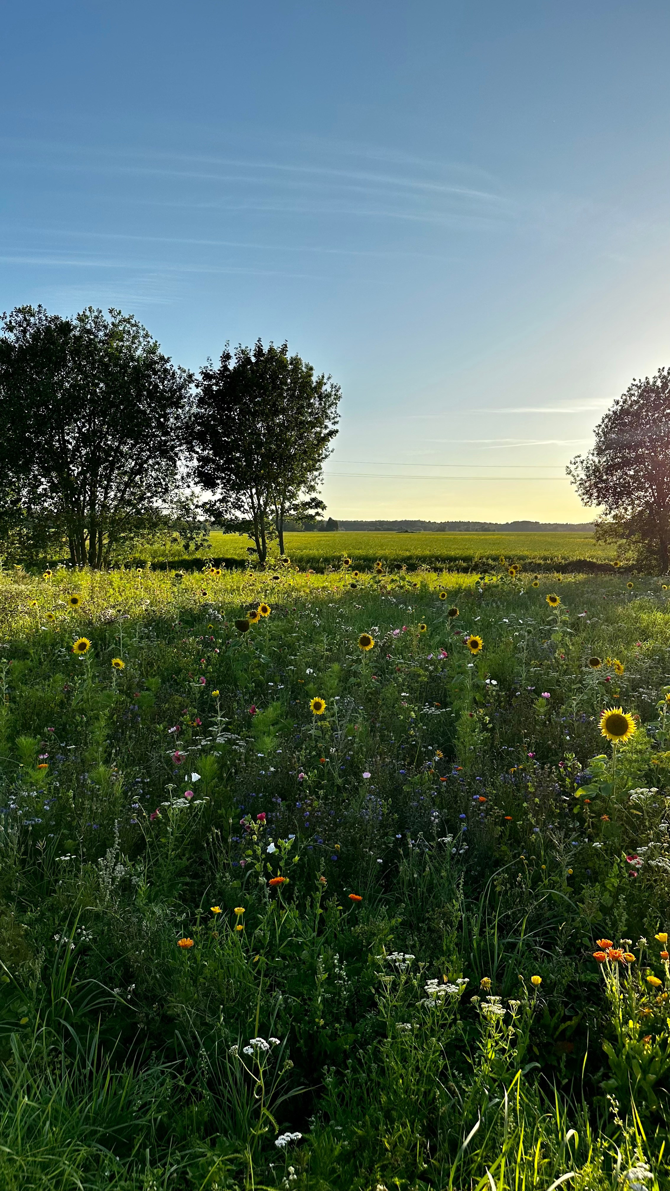 Whispers of Estonia. Photography | Videography | Marketing
