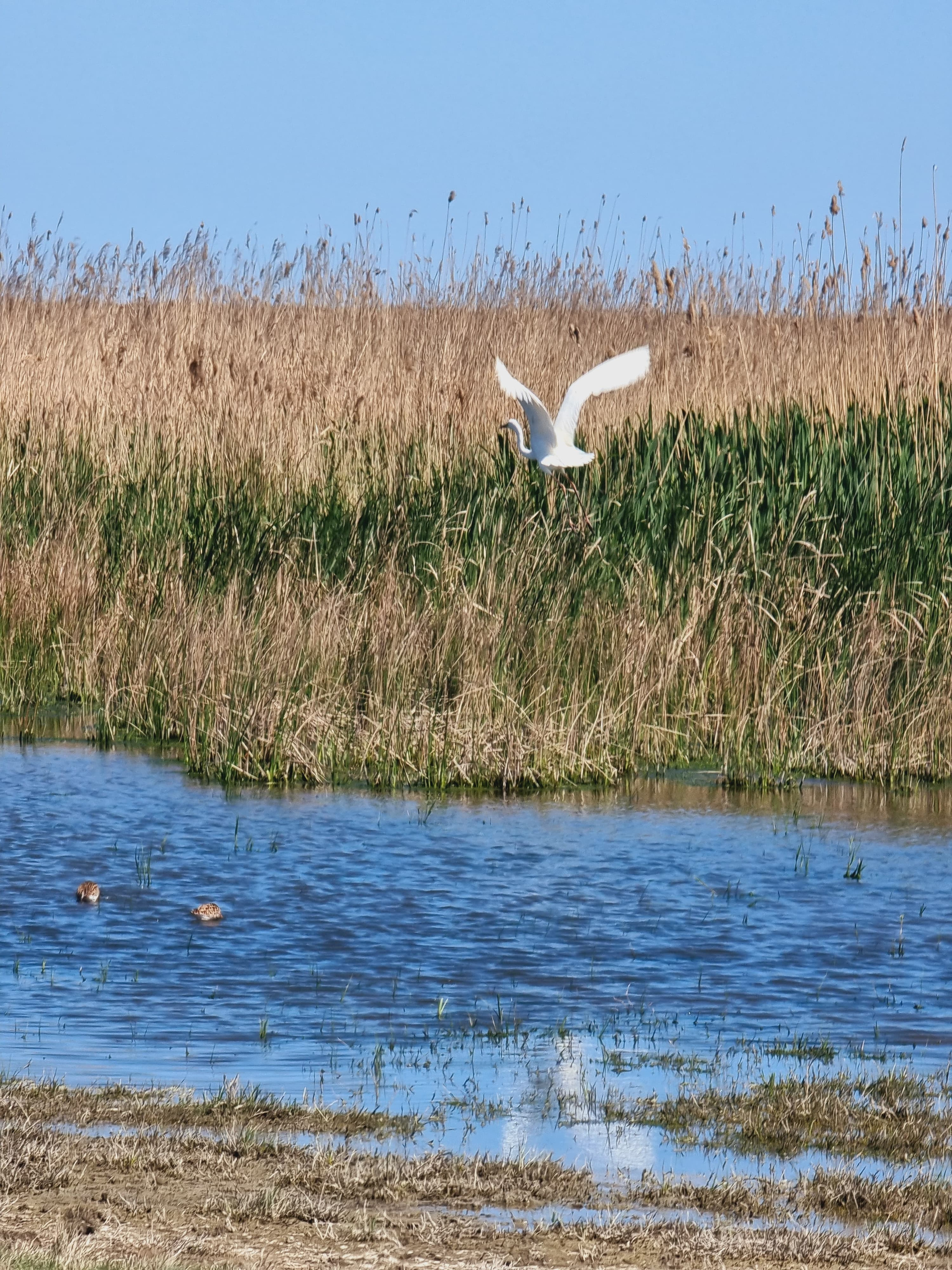 Bucati dintr-o drona Ucraineana gasite pe plaja Vadu