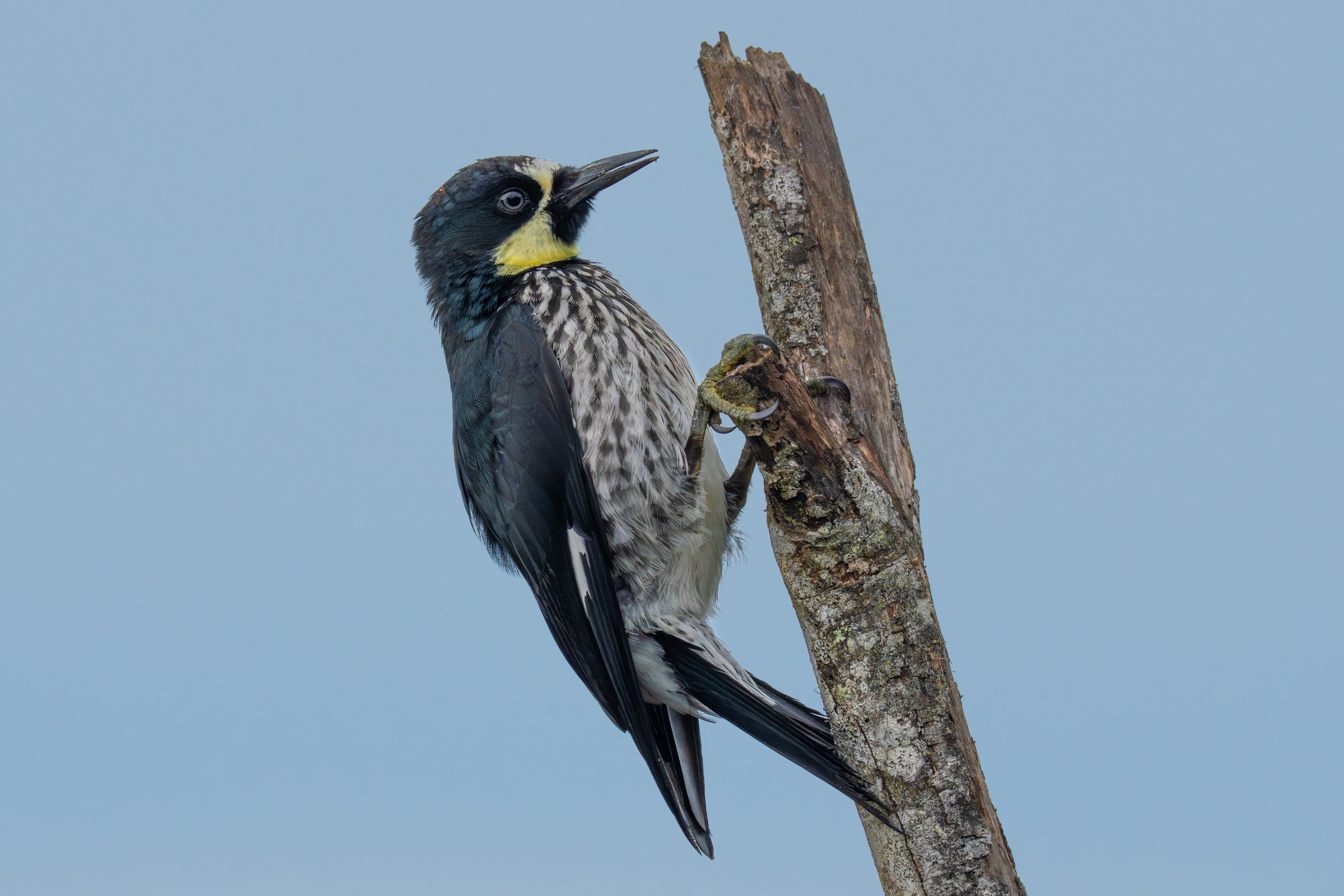 Carpinteros. Nature photographer Yuri Soria-Galvarro