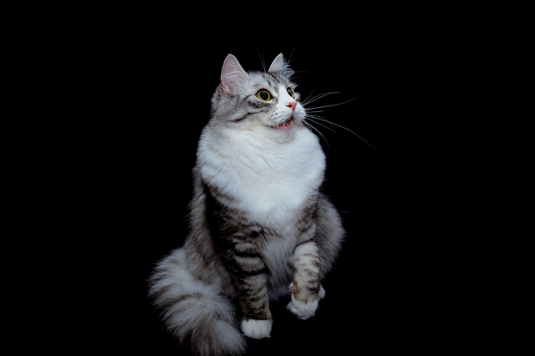 Katzen | Females. SIBERIALIS: Katzenzucht von Sibirischen und Neva Masquarade Katzen