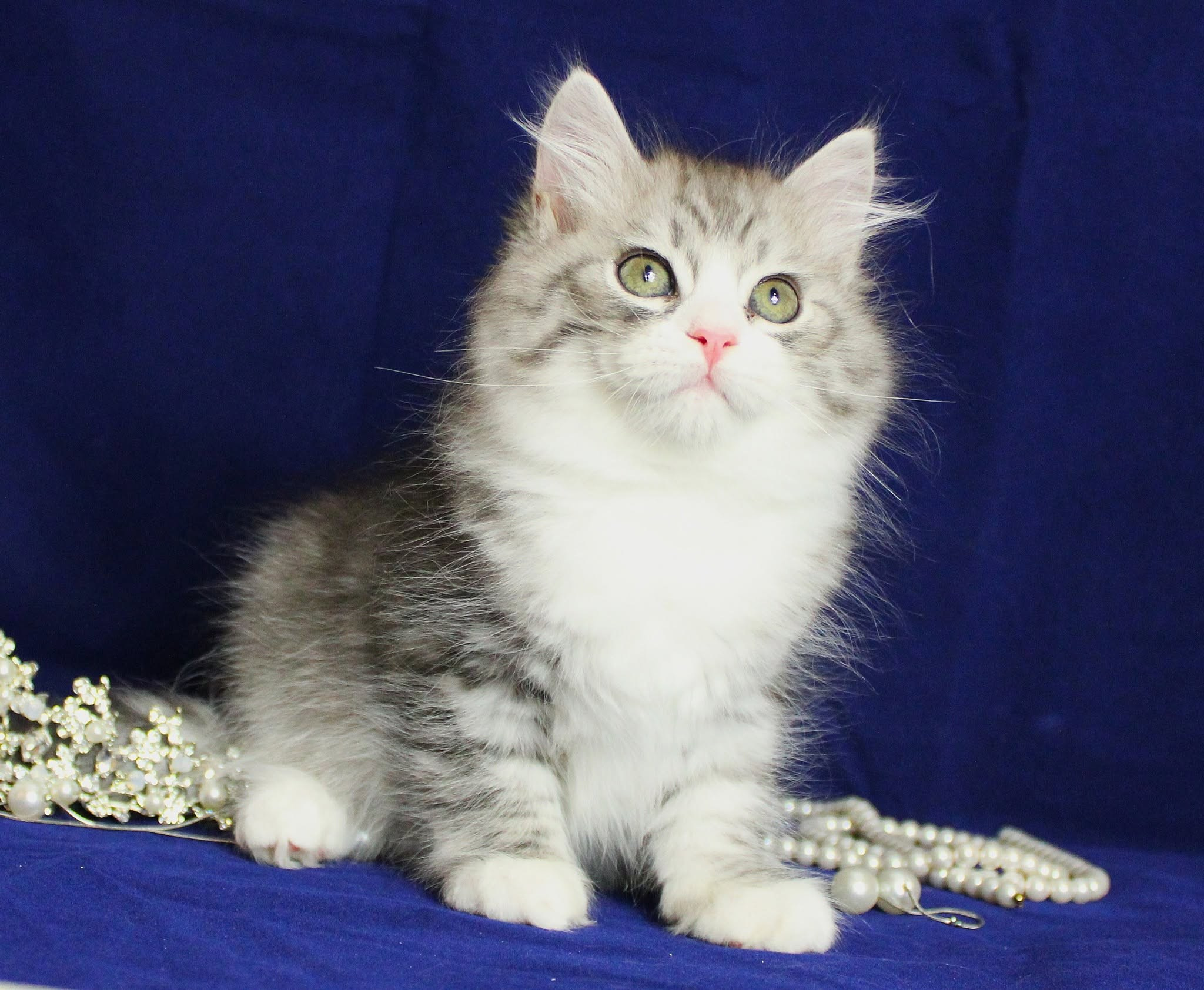 Katzen | Females. SIBERIALIS: Katzenzucht von Sibirischen und Neva Masquarade Katzen