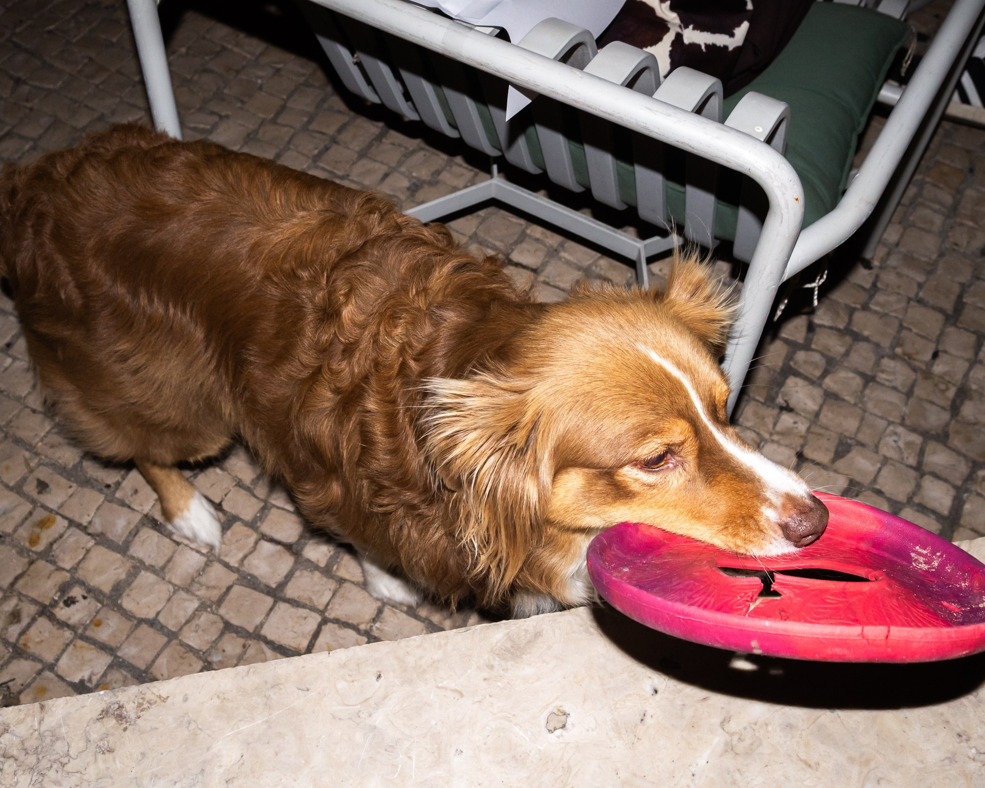 Community events · Lisbon Pub Quiz. Event and portrait photographer in Lisbon · Carolina Miranda · mira by caro