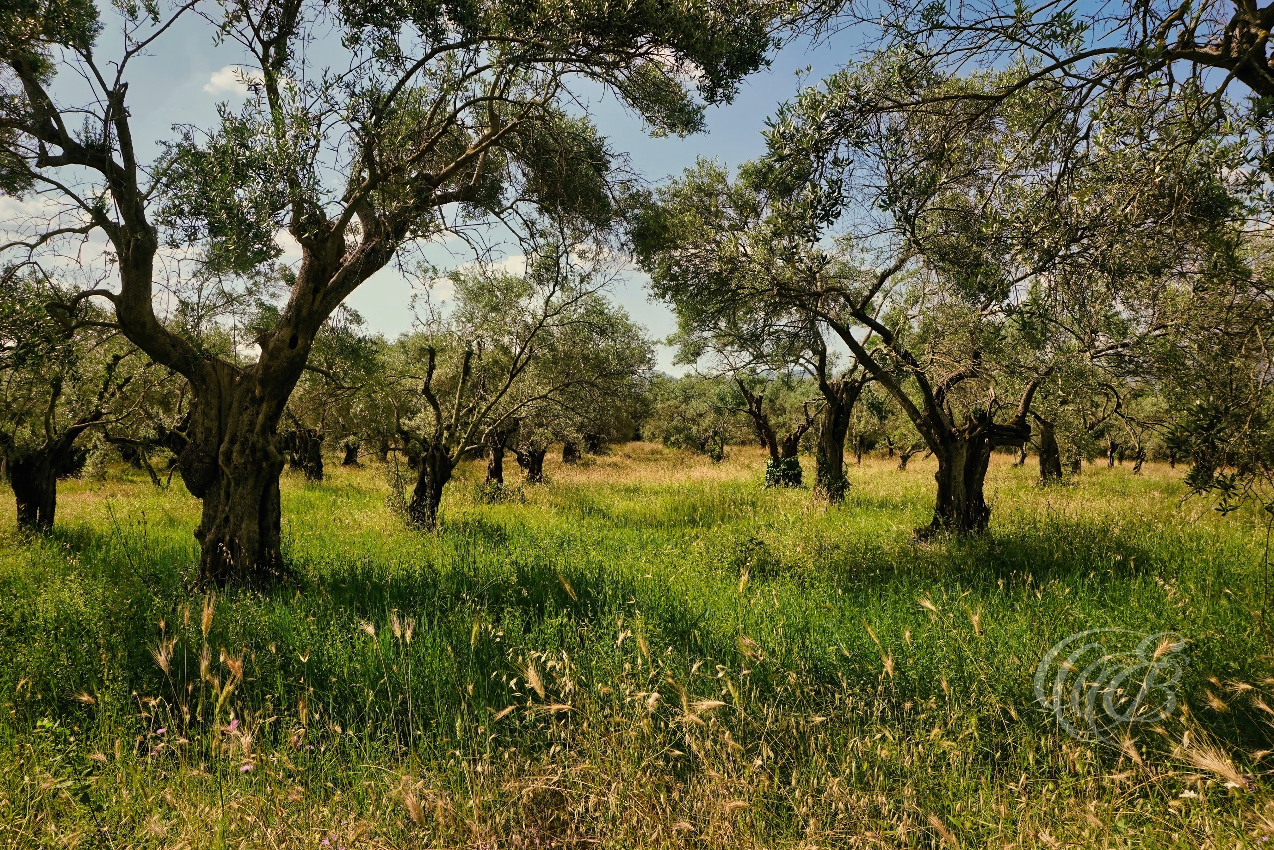 Olive groves have become an enduring part of the landscape surrounding Hadrian's Villa, creating a striking contrast between nature and the ancient Roman ruins. Their presence adds to the peaceful atmosphere of the estate and reflects the timeless character of the Tivoli countryside.