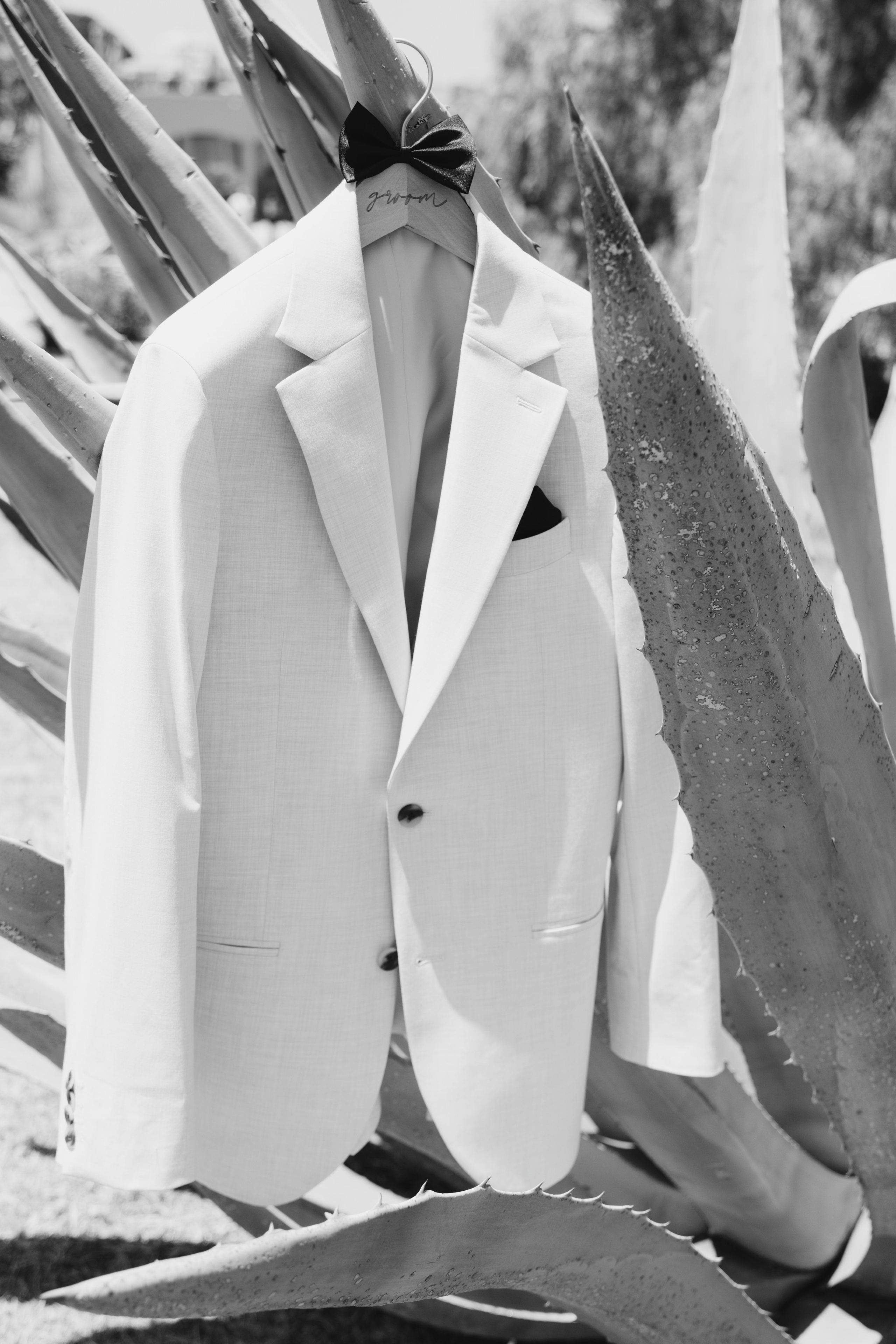 A sleek biege wedding suit hangs on the spiky leaf of an agave plant, contrasting the rugged texture with its tailored lapels and a white pocket square. 