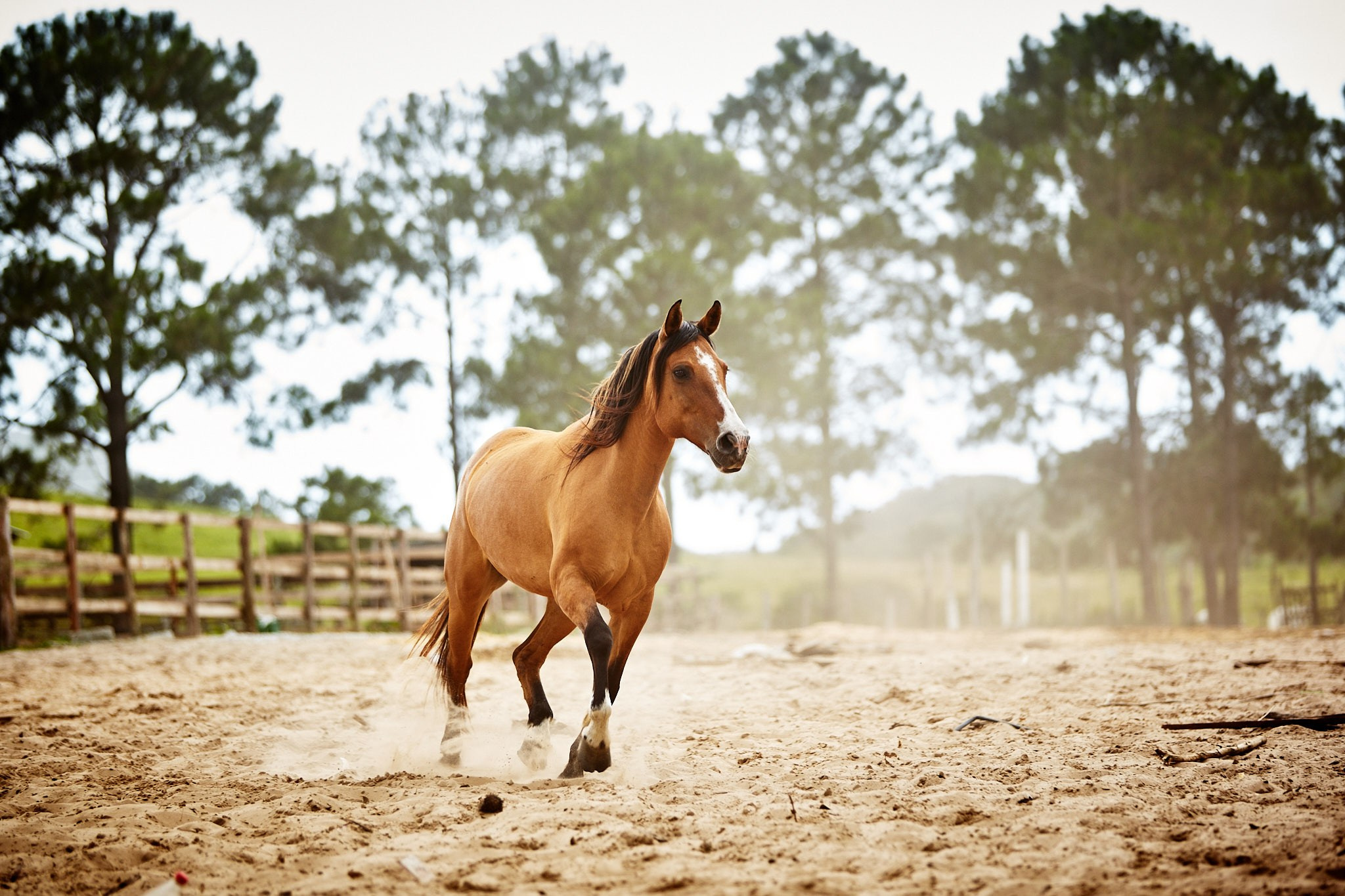 Trash The Dress Cynthia e Deocelso. Fotógrafo de casamentos em Florianópolis