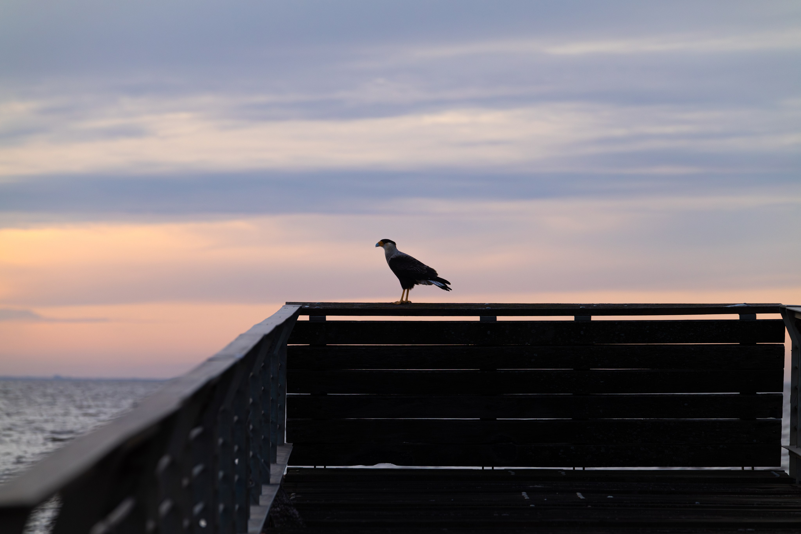 WildLife. Фотограф в Буэнос-Айресе