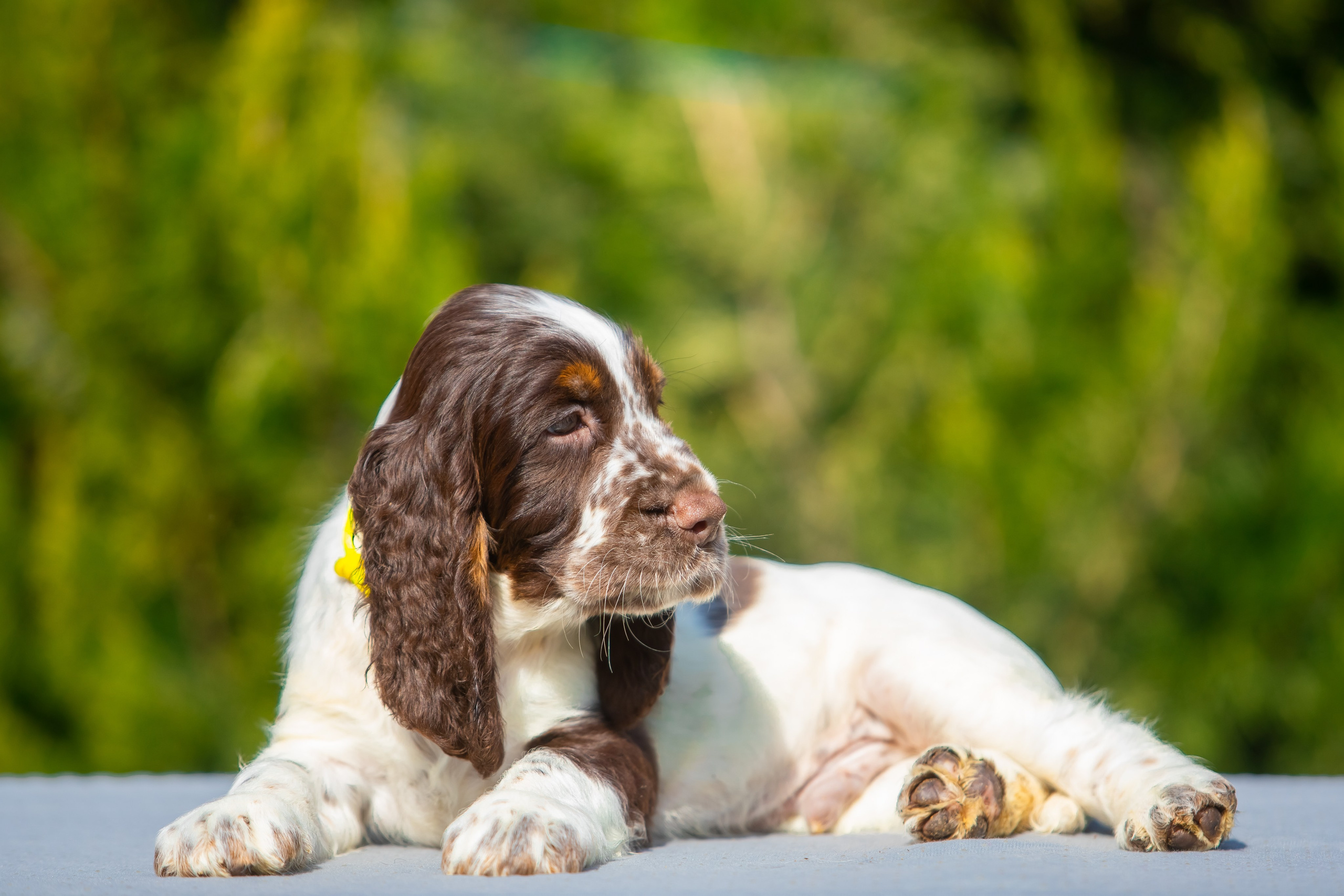 Male — Yellow collar 💛. Website of the titled stud dog of the Springer Spaniel breed