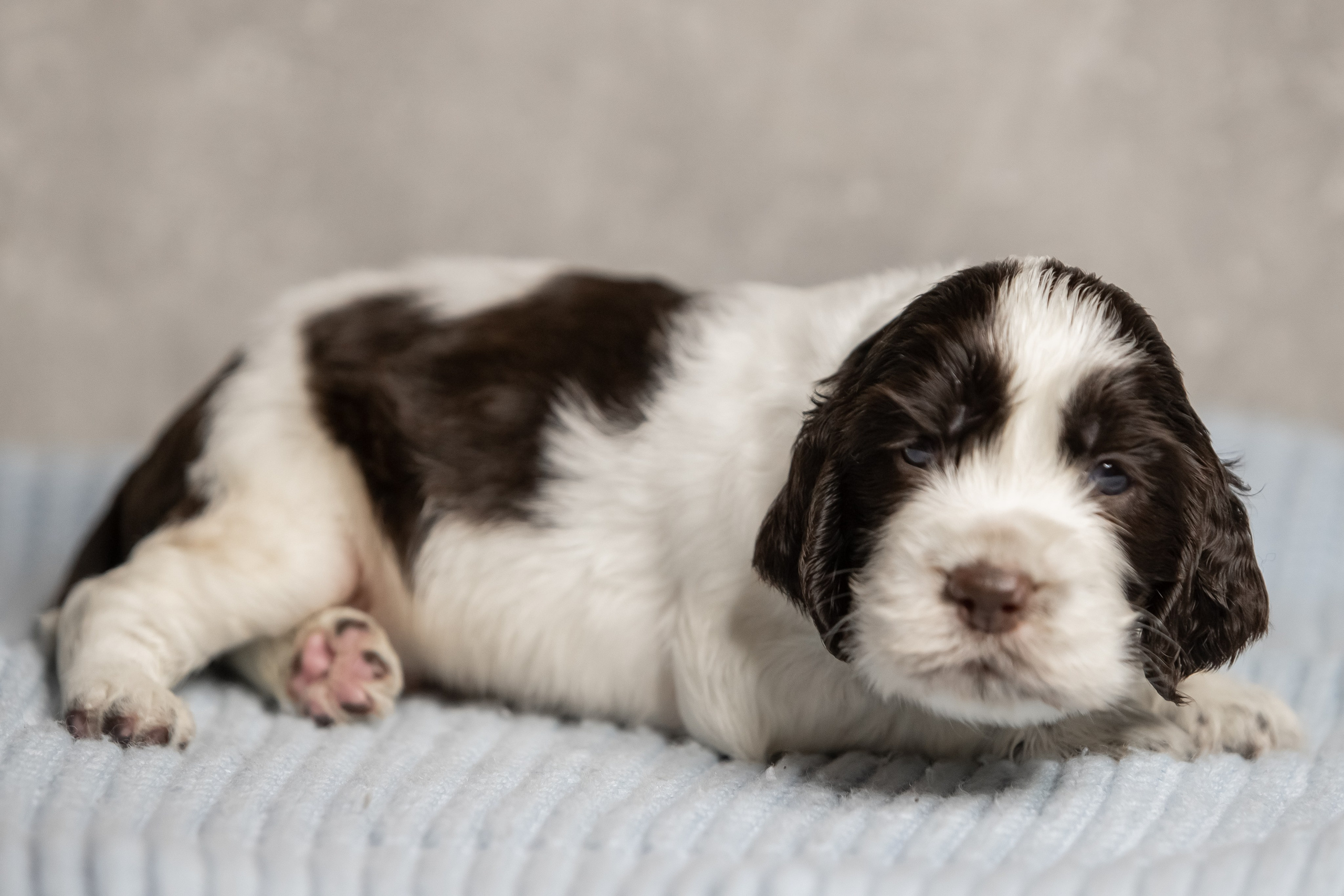 Male — Green collar 💚. Website of the titled stud dog of the Springer Spaniel breed