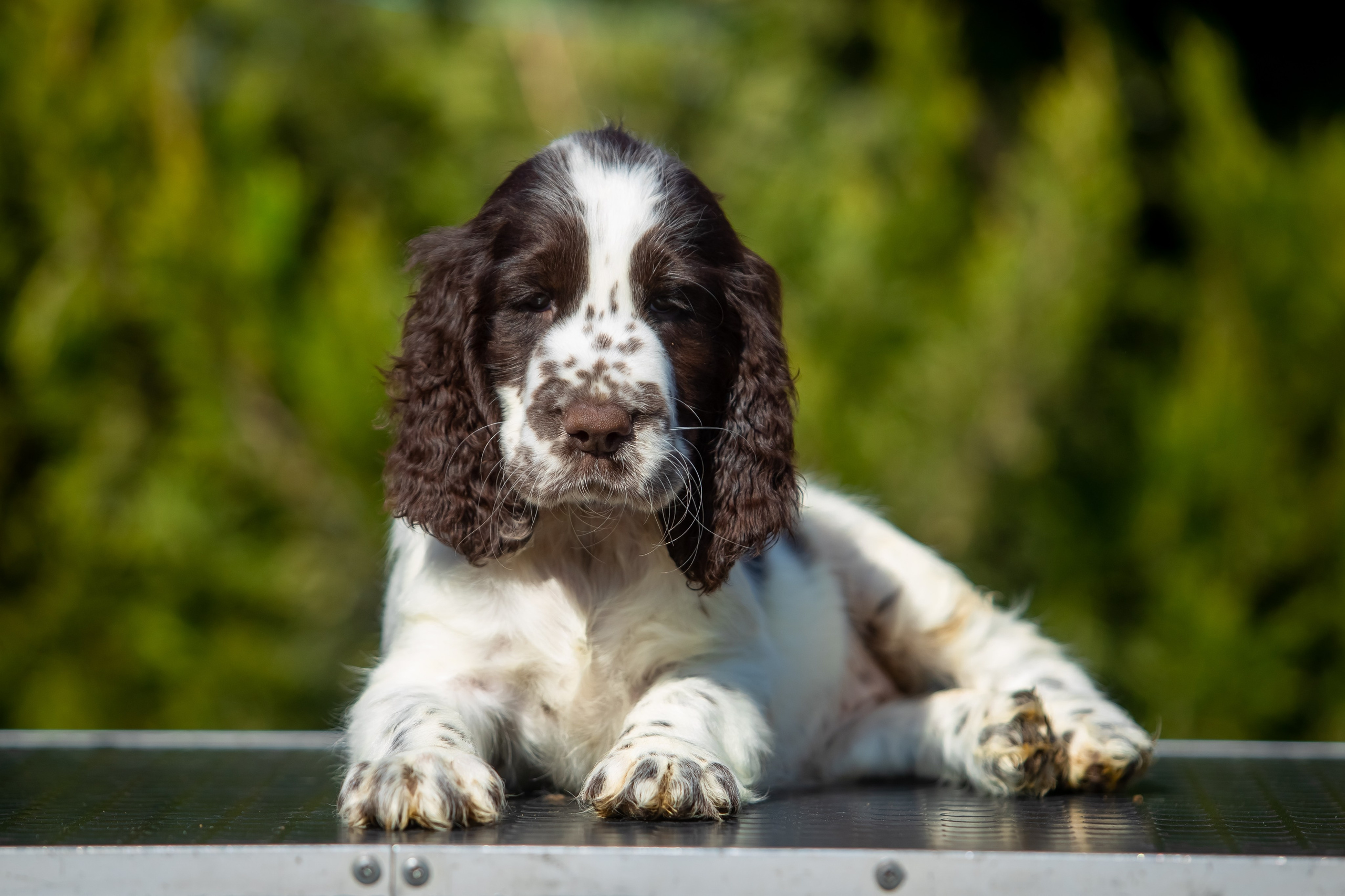 Female — Purple collar💜. Website of the titled stud dog of the Springer Spaniel breed